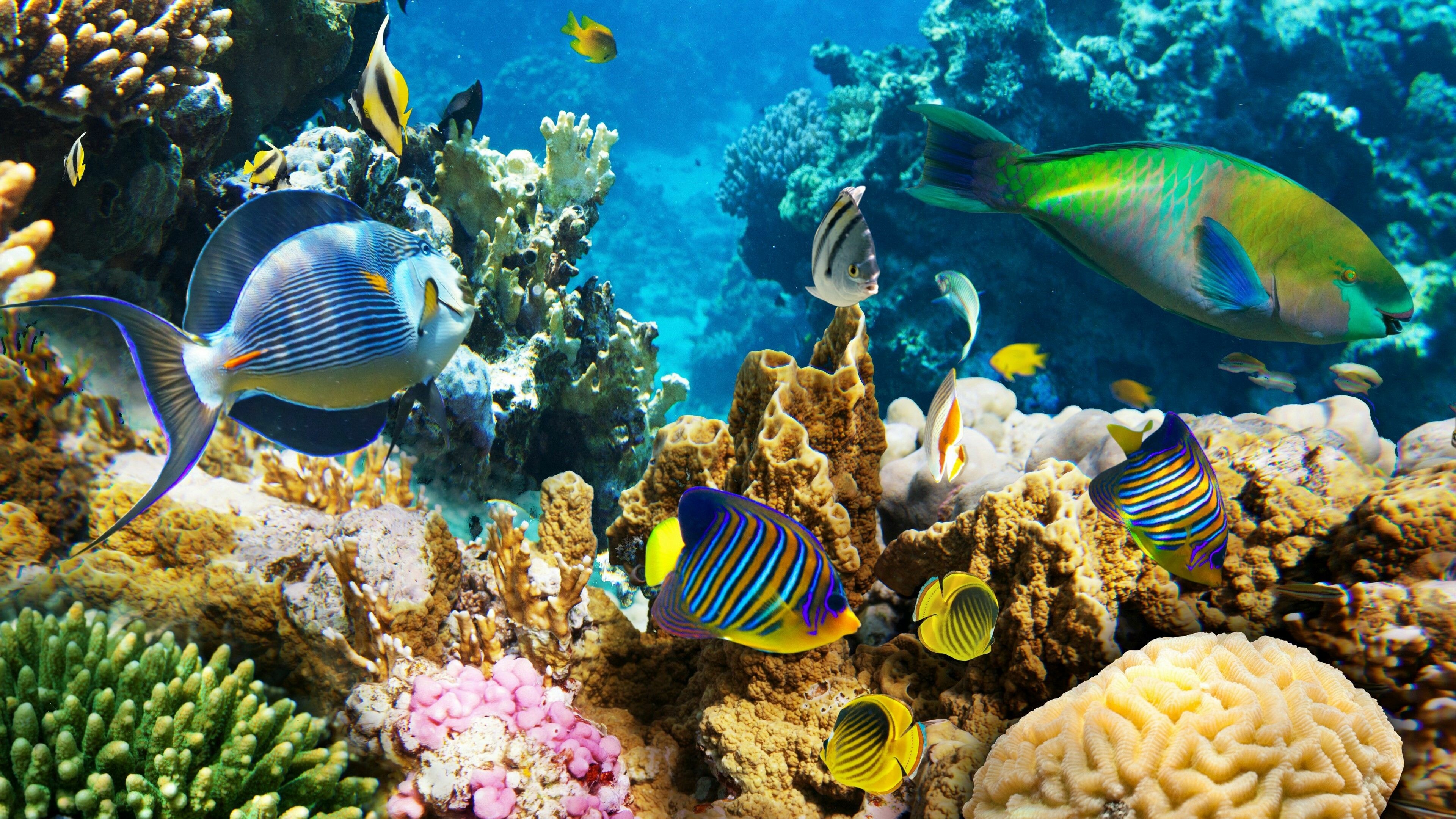 Barrier reef, Stunning background, Tropical paradise, Captivating nature, 3840x2160 4K Desktop