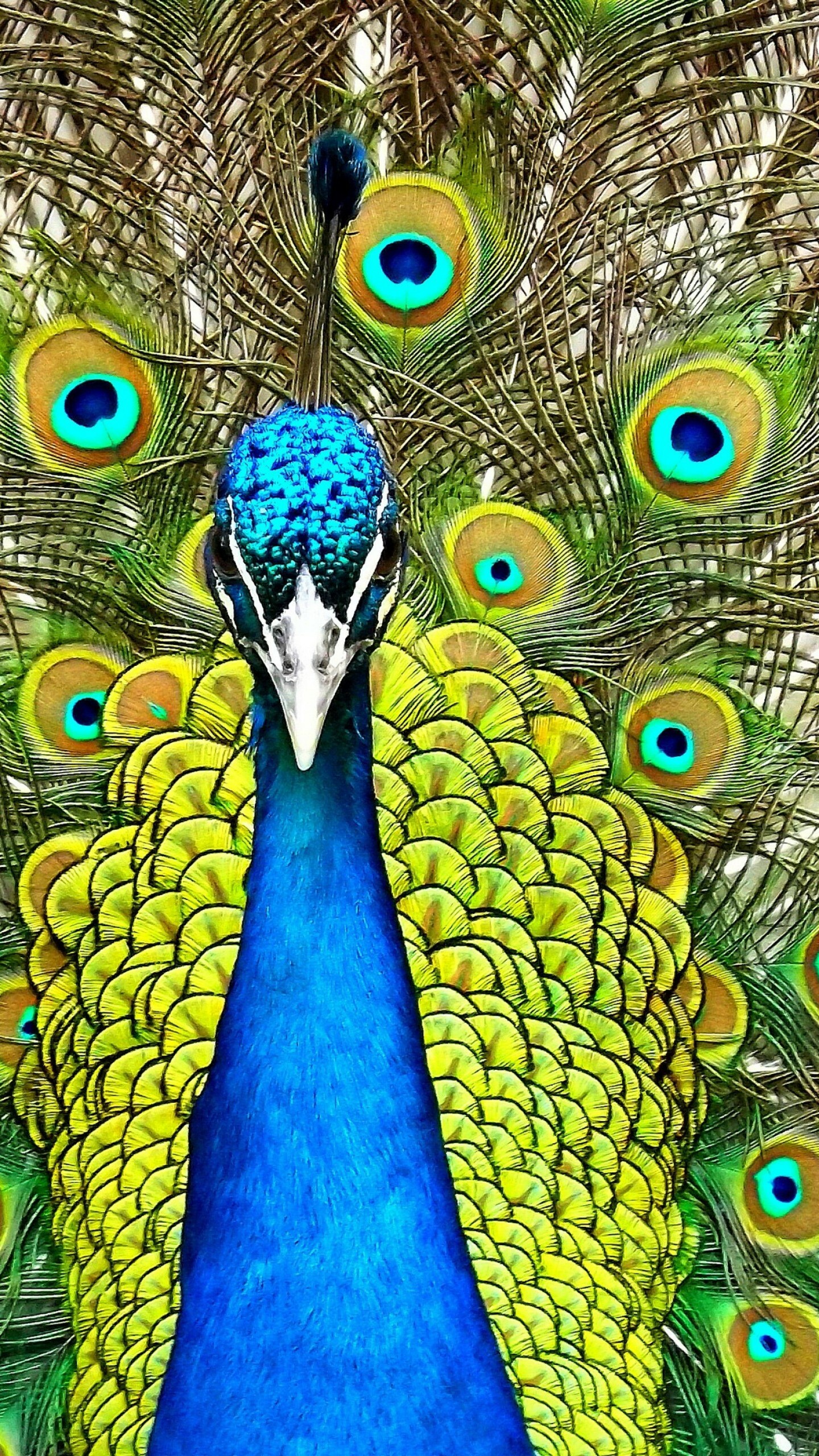 Peacock feathers, Vibrant colors, Captivating backgrounds, Animal beauty, 1440x2560 HD Phone