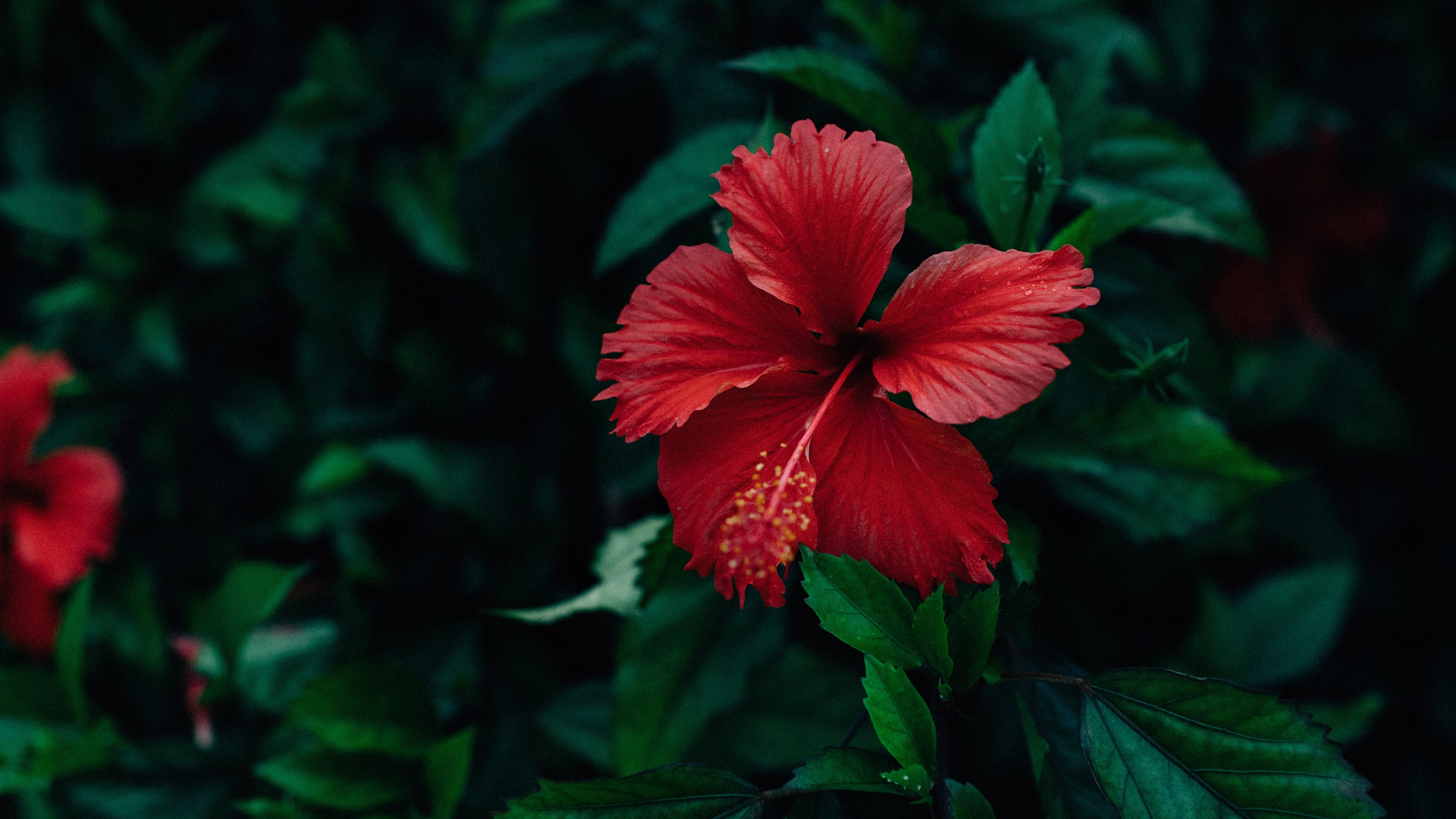 Hibiscus 4k wallpaper, Ultra HD image, Nature's beauty, Floral backdrop, 3840x2160 4K Desktop