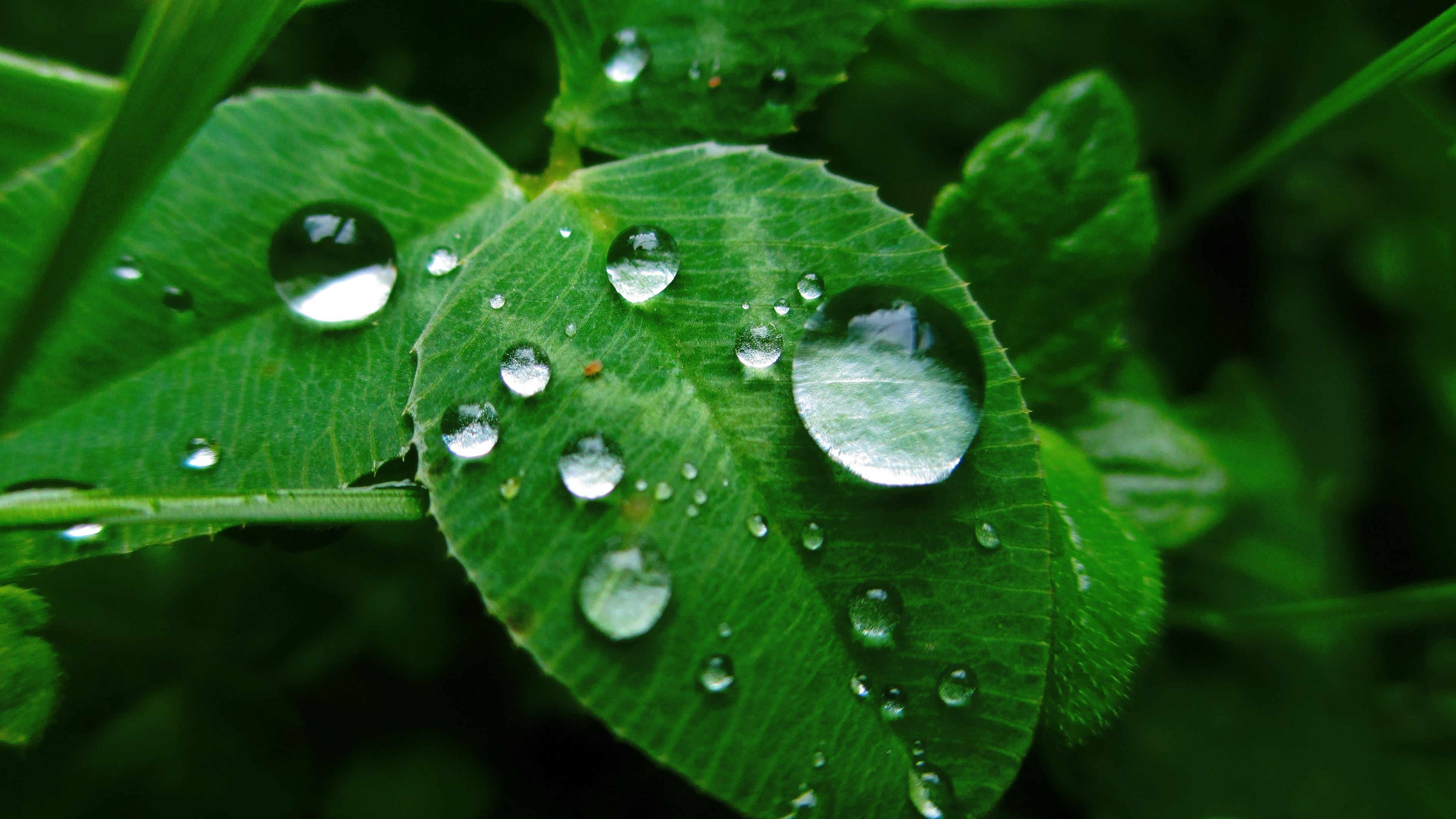 Green Leaf, Leaves grass dew, Water drop photography, Desktop wallpaper, 3840x2160 4K Desktop