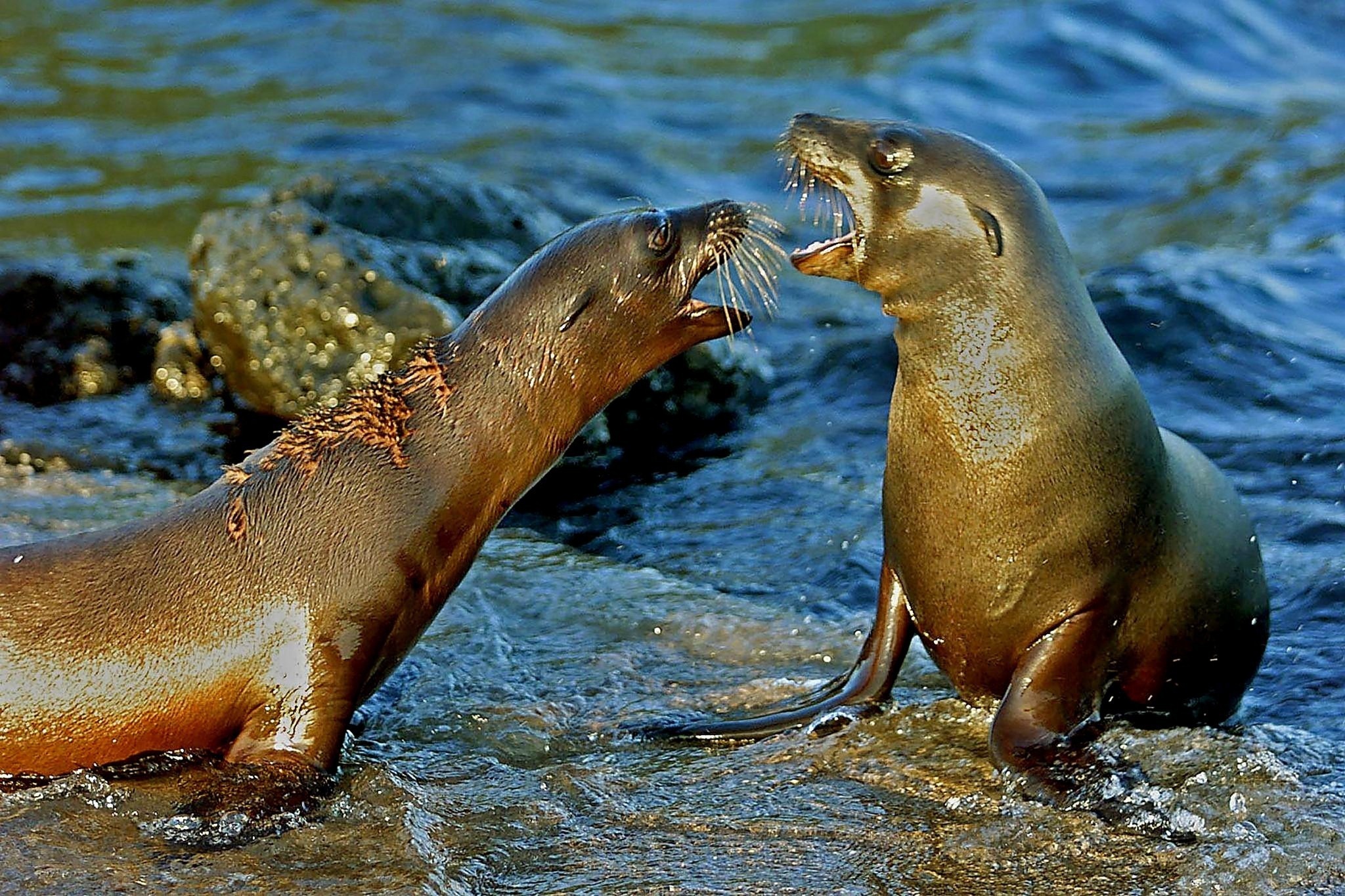 Galapagos Islands, Desktop, 2050x1370 HD Desktop