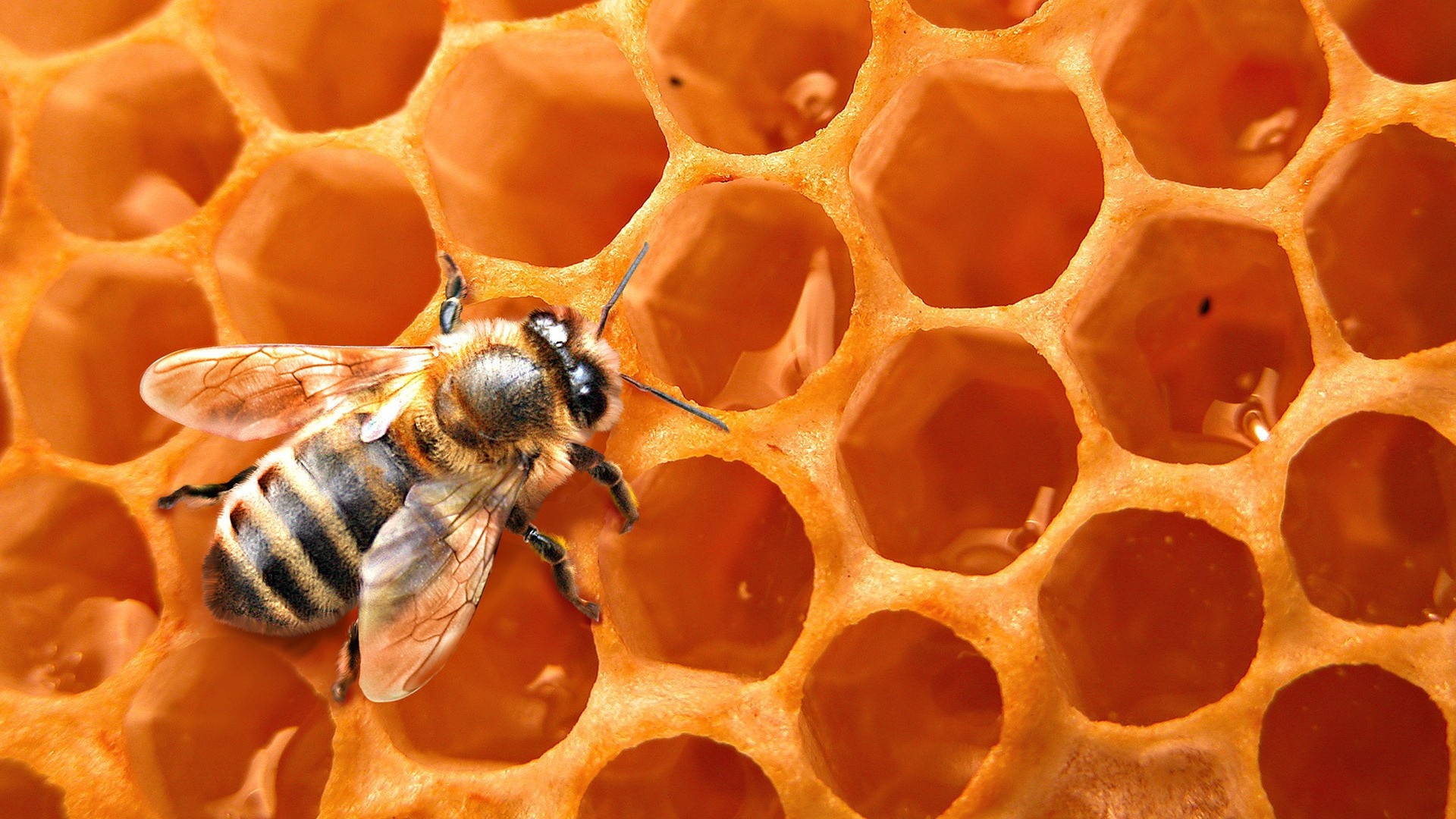 Honey bee wallpaper, Insect's beauty, Nature's marvel, Hive's masterpiece, 1920x1080 Full HD Desktop