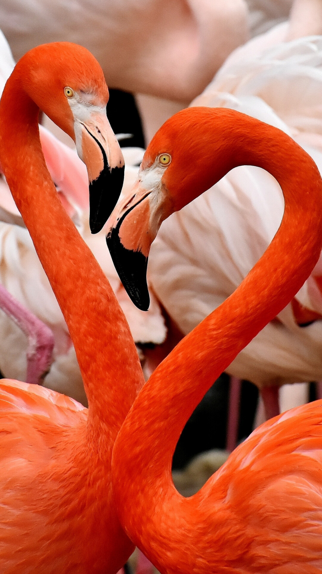 Gorgeous flamingo, High resolution, Feathered elegance, Bird photography, 1080x1920 Full HD Phone