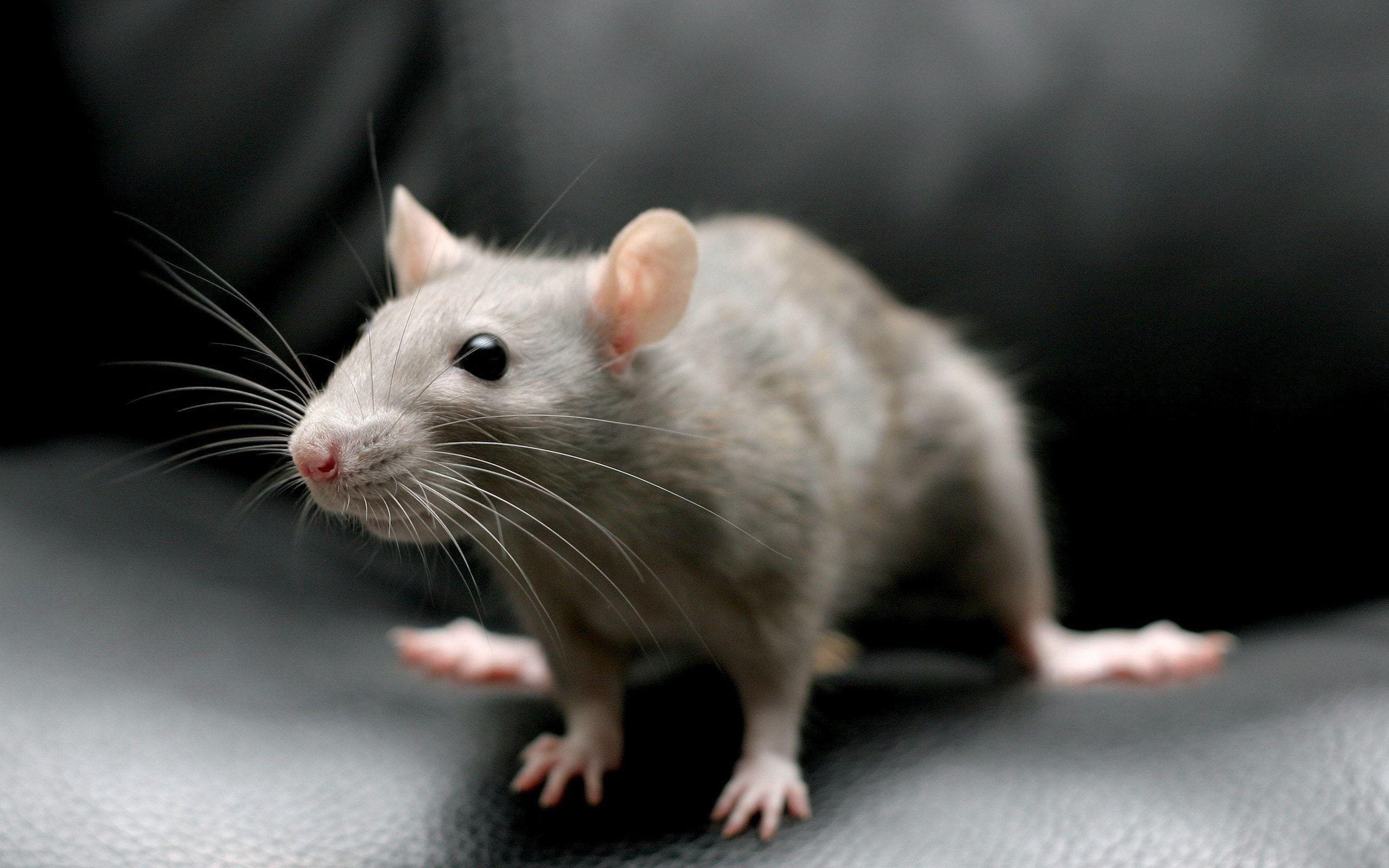 Rat Kingdom, Wallpaper Collection, Rat Varieties, Small Creatures, 2560x1600 HD Desktop