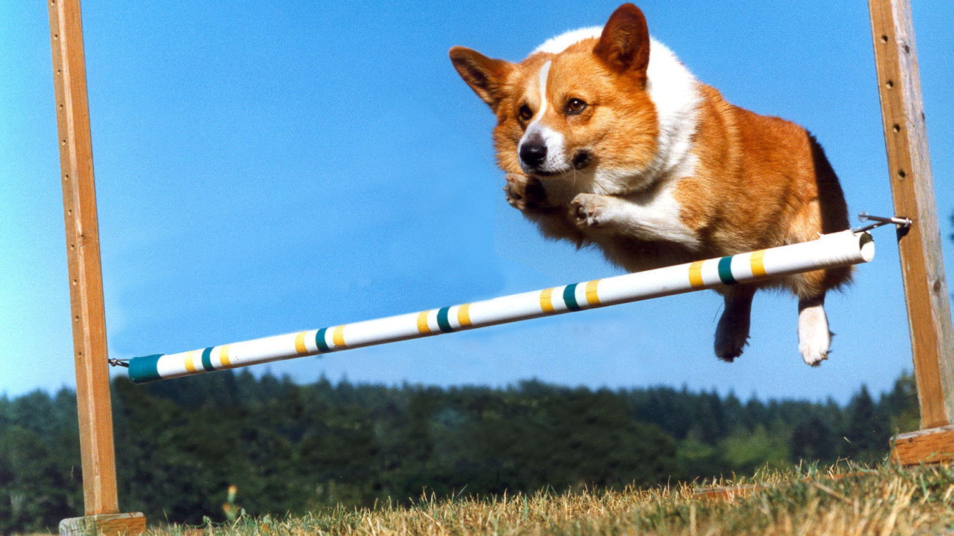 Corgi, Dog Sports Wallpaper, 1920x1080 Full HD Desktop