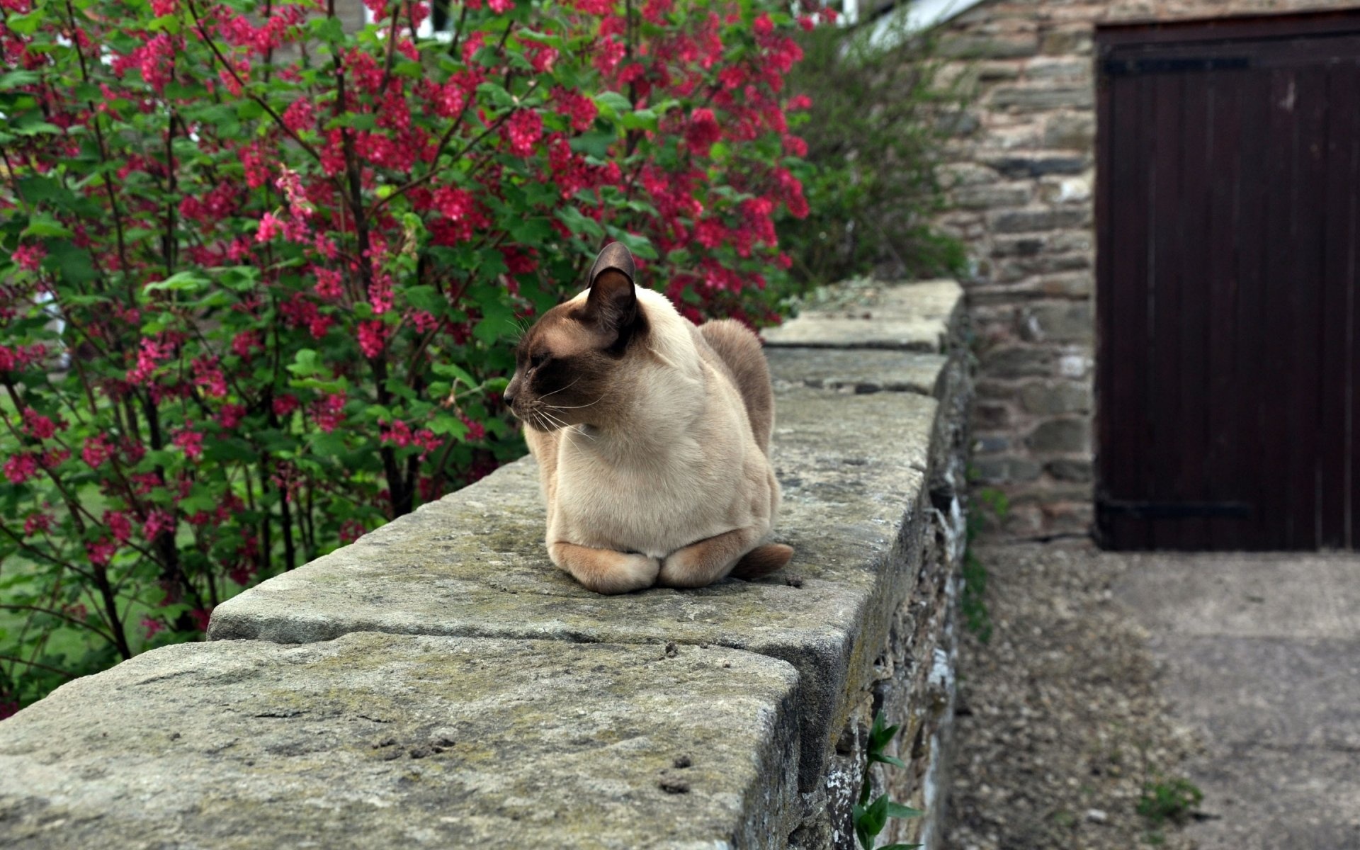 Burmese Cat wallpapers, Beautiful feline, HD images, Desktop backgrounds, 1920x1200 HD Desktop