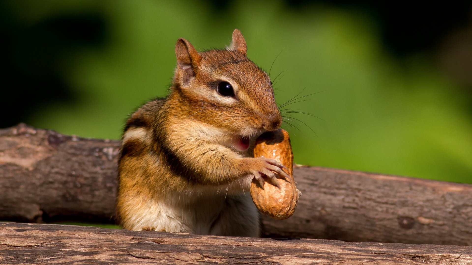 Chipmunk, Animals, HD Wallpapers, Page 3, 1920x1080 Full HD Desktop