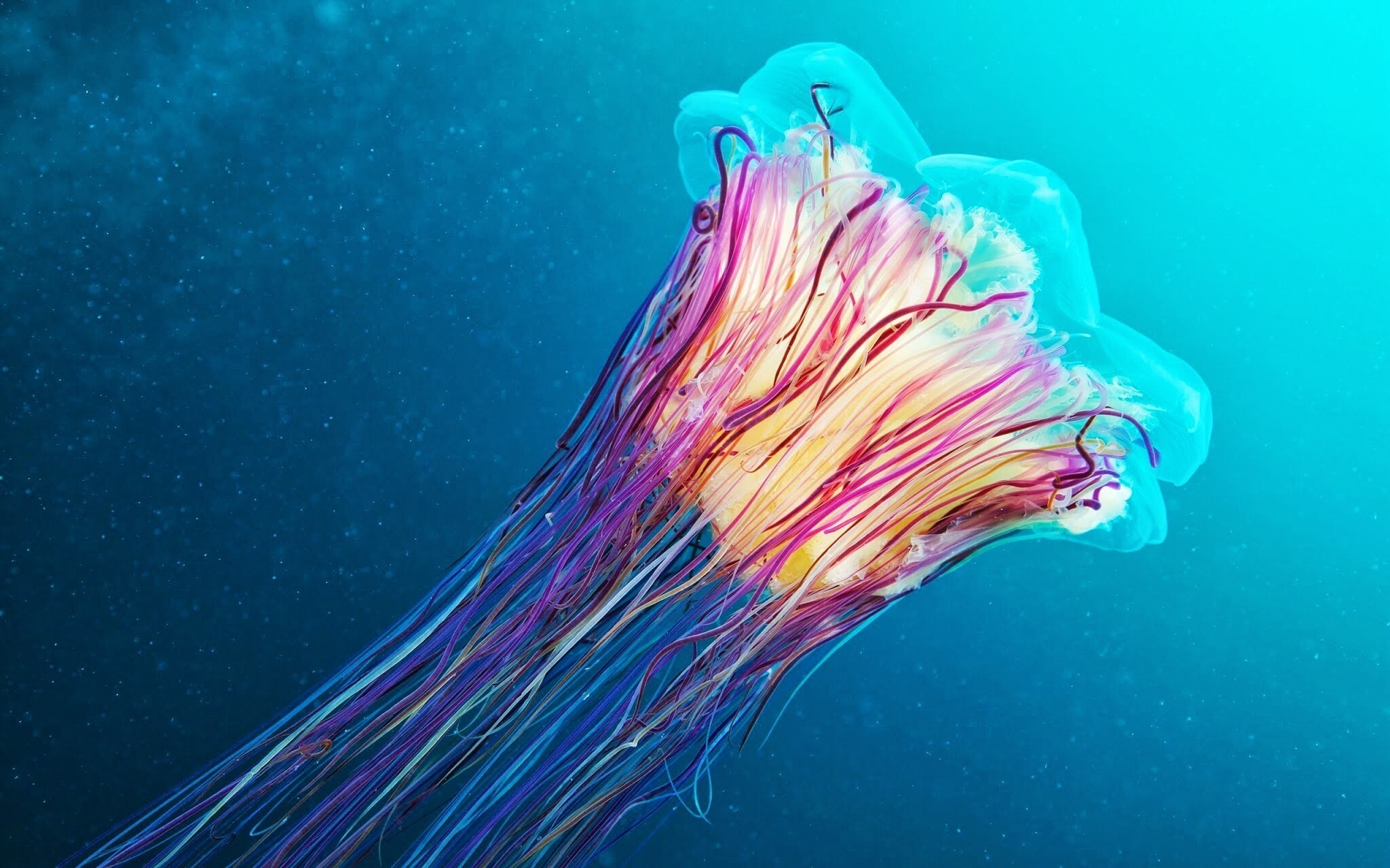 Underwater jellyfish, Glowing marvels, Serene beauty, Seamless photography, 2050x1280 HD Desktop