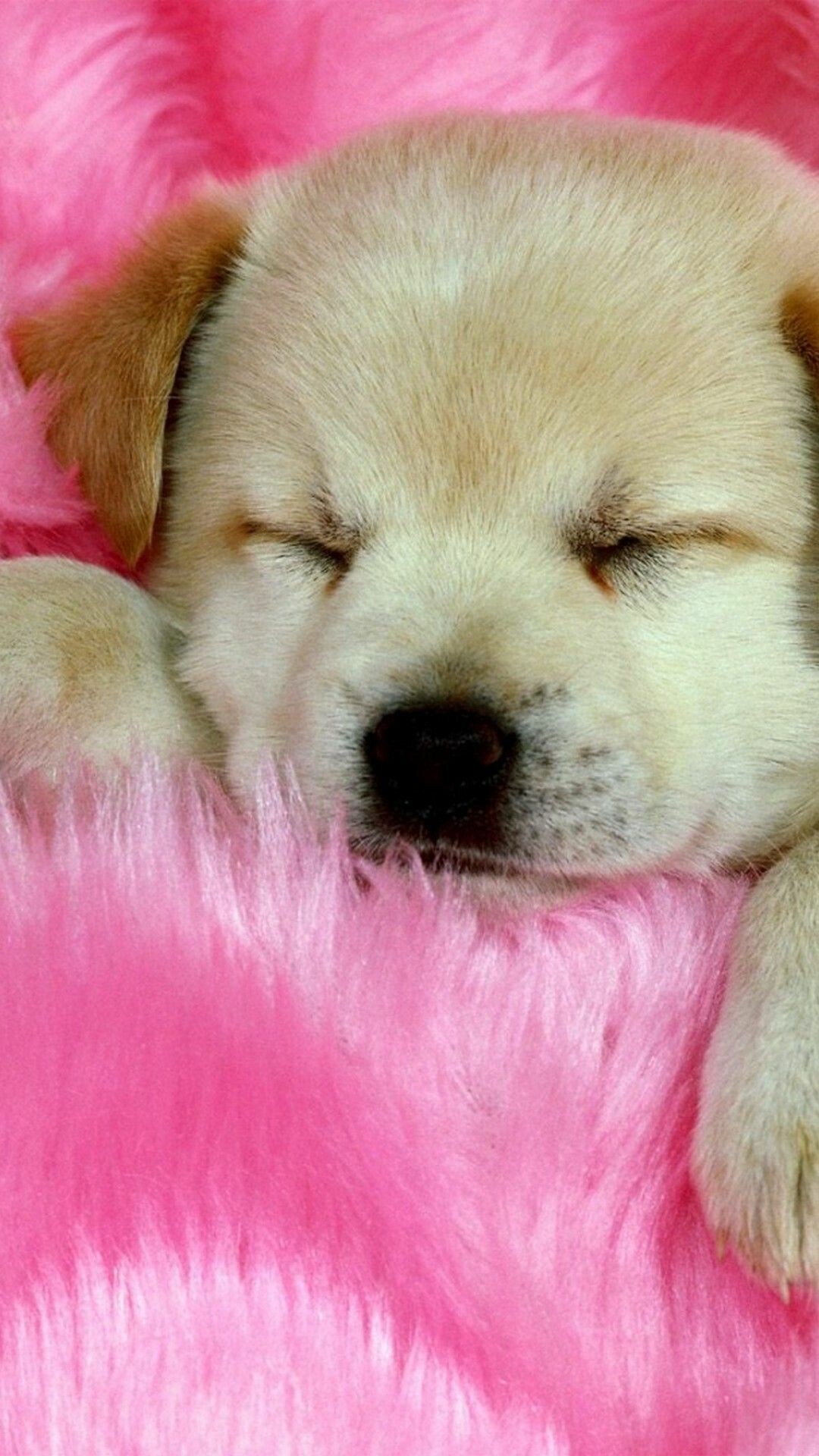 Puppy wallpaper, Cute animal, Adorable pet, High-definition background, 1080x1920 Full HD Phone