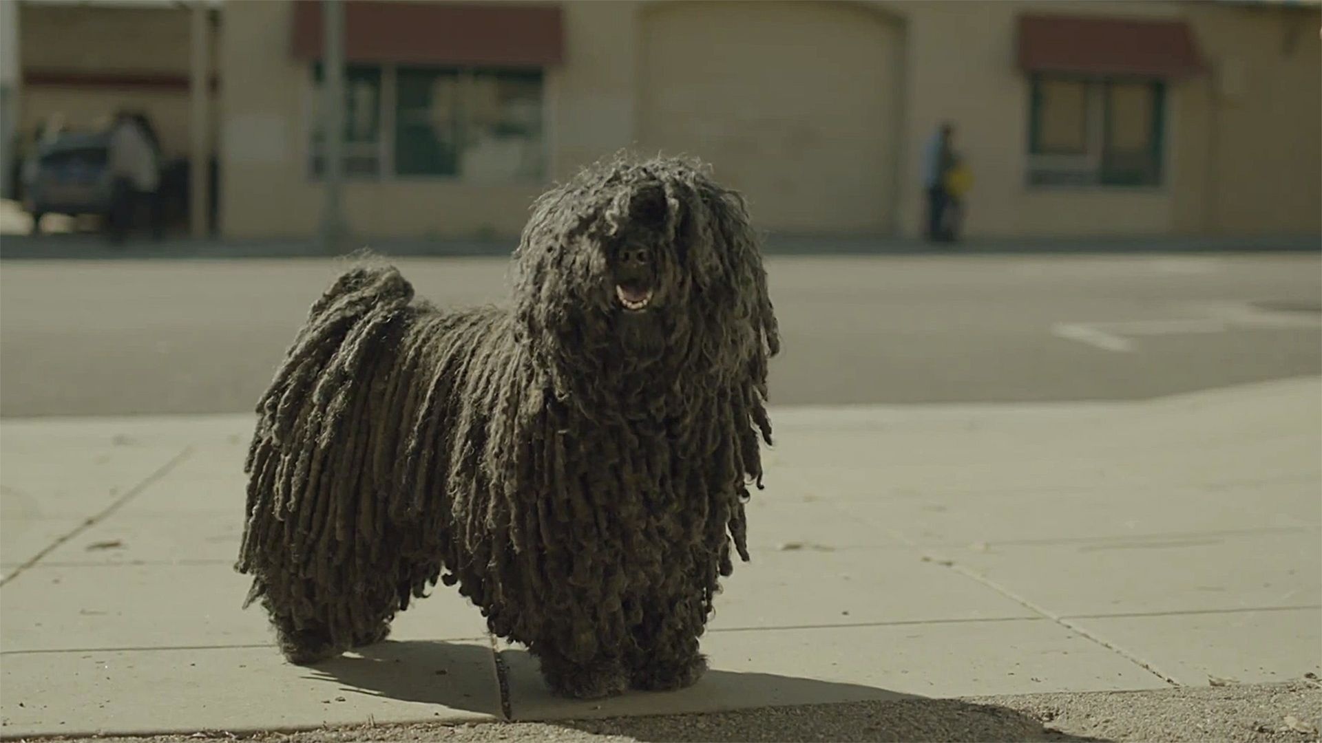 Bergamasco, Mop dog, Commercial star, Dog doctor, 1920x1080 Full HD Desktop