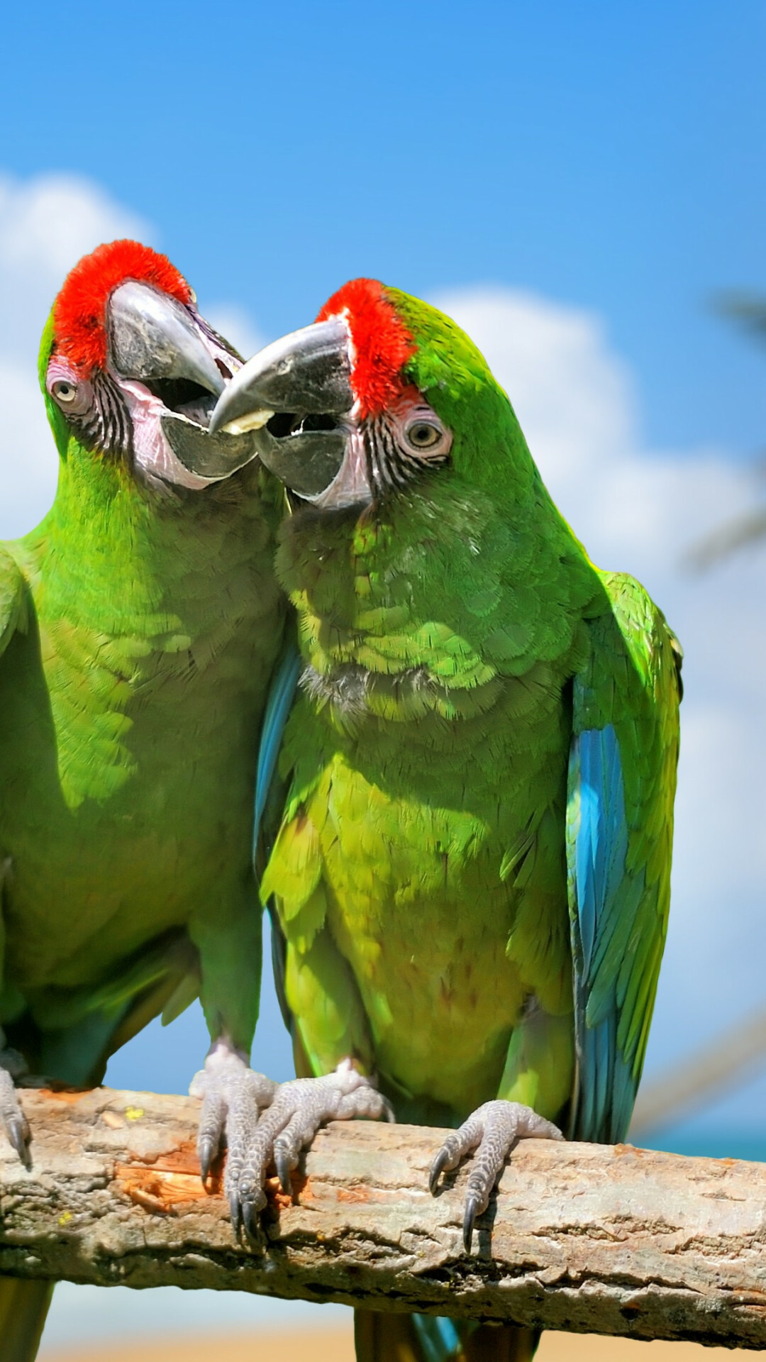 Parrot, Plumage, Exotic Birds, Green, 1080x1920 Full HD Phone