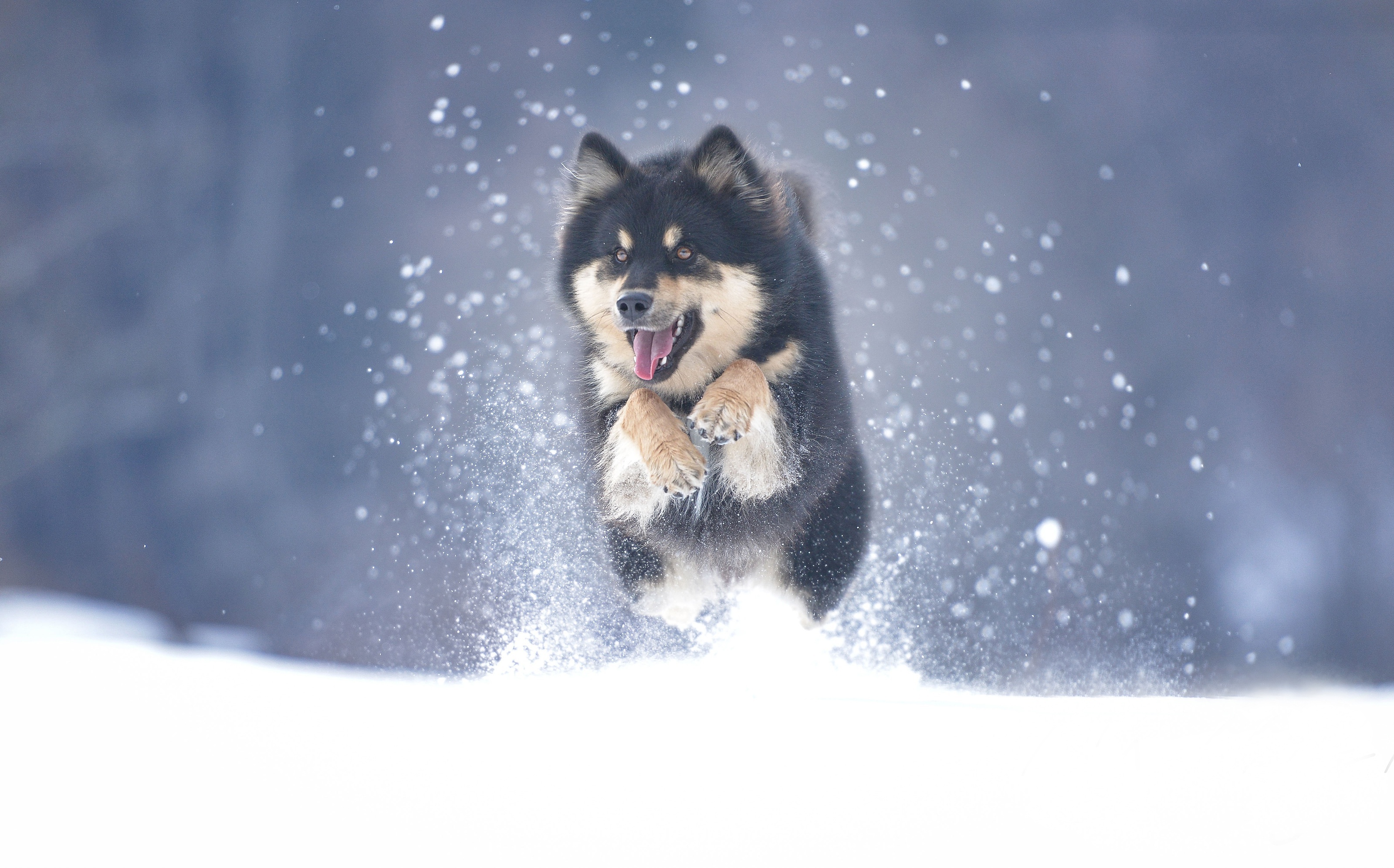 Jump, Alaskan Malamutes Wallpaper, 3200x2000 HD Desktop