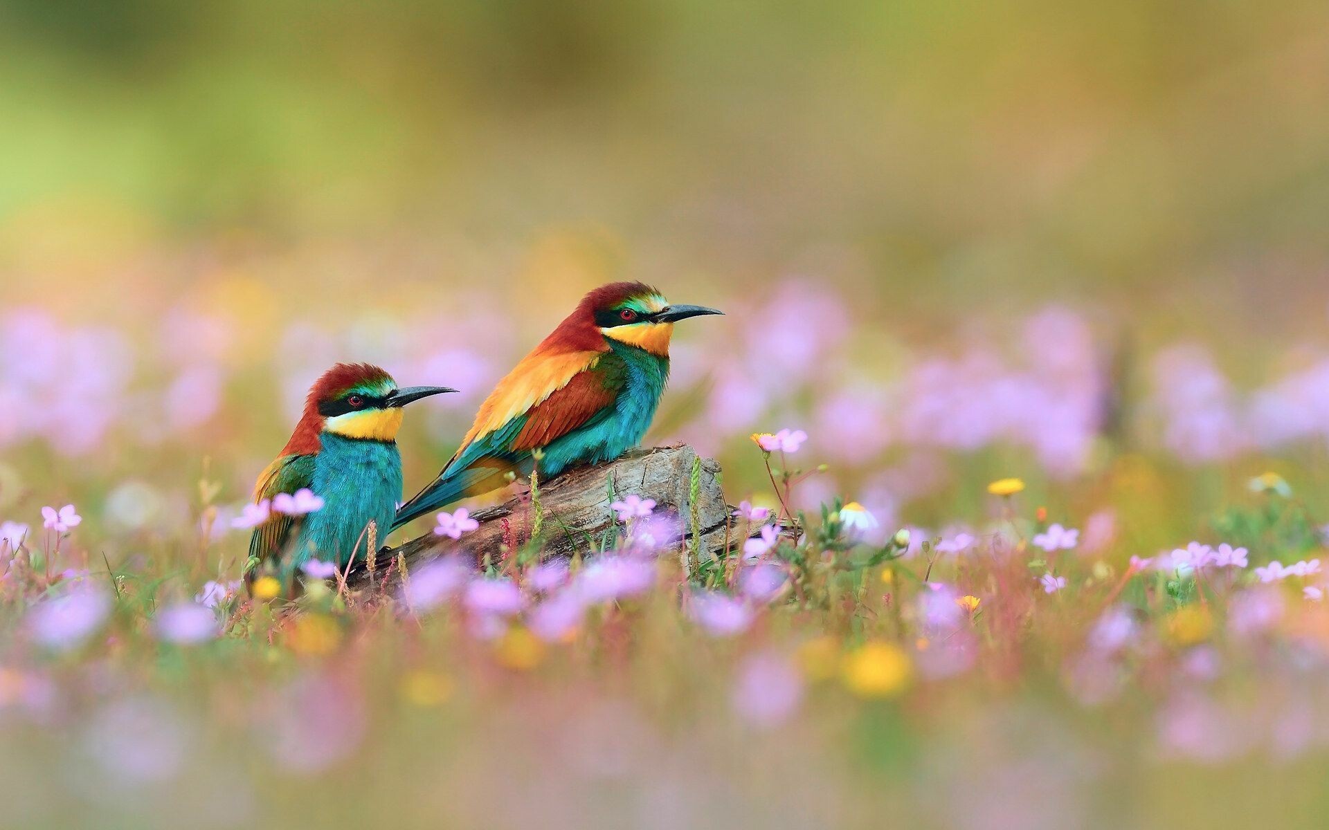 Spring flowers and birds, 4K HD display, Nature's harmony, Seasonal beauty, 1920x1200 HD Desktop