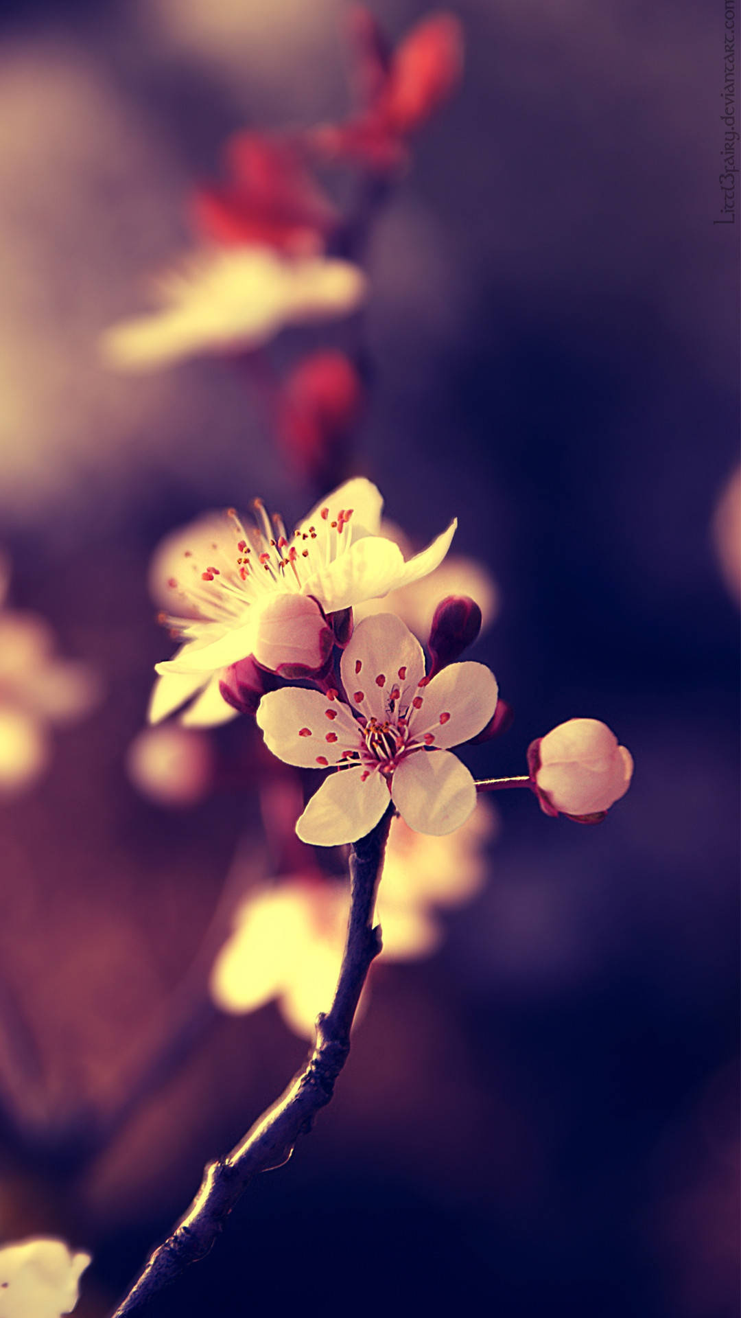 Apricot blossom, Beautiful Backgrounds Wallpaper, 1080x1920 Full HD Phone