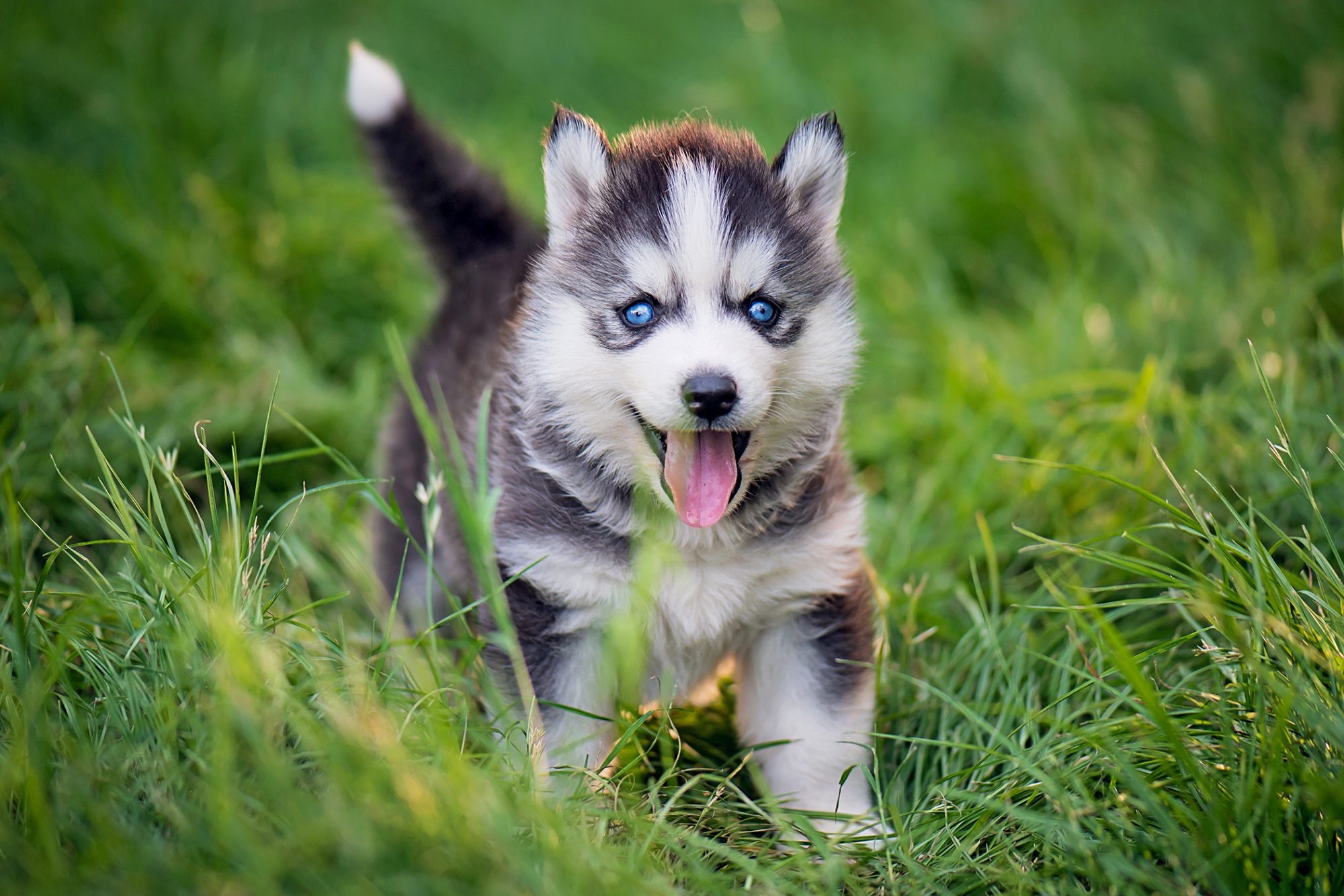 Siberian husky, Trusted pet store, Buy dogs in Ludhiana, Perfect pet choice, 2000x1340 HD Desktop