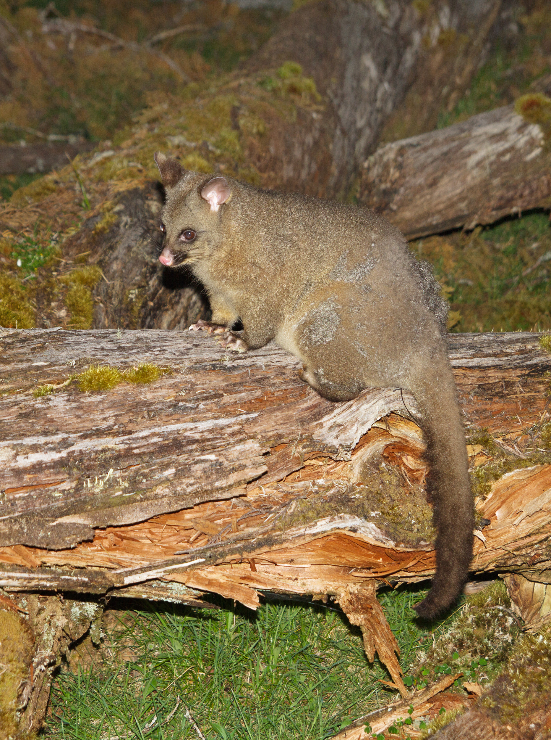 Phalangeroidea, Unique mammal, Media encyclopedia, Conservation efforts, 1870x2500 HD Phone