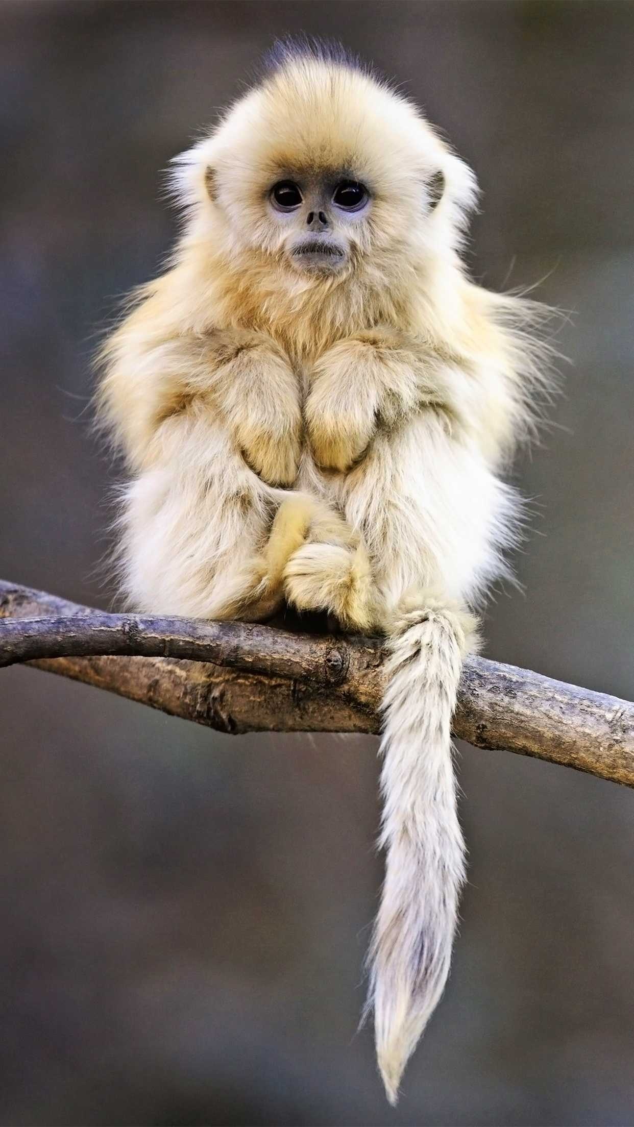 Monkey, playful monkeys, desktop wallpapers, animal kingdom, 1250x2210 HD Phone