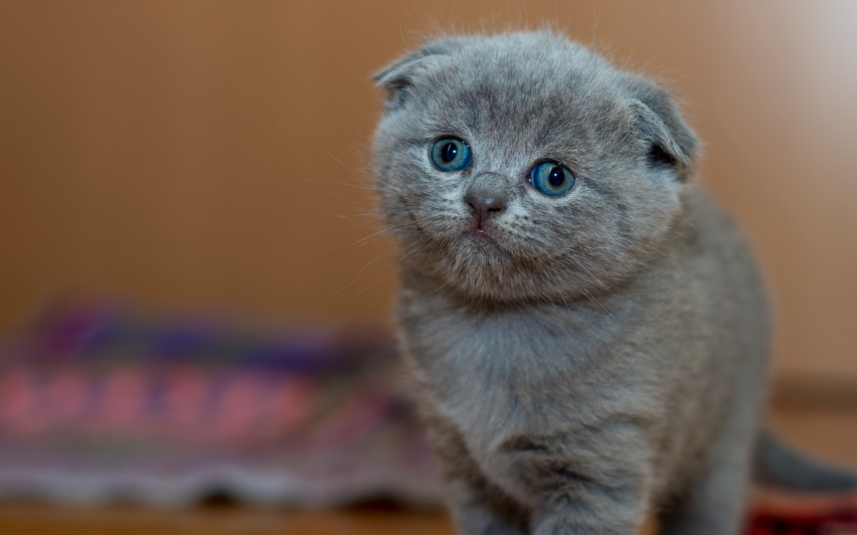 Kitten, Scottish Folds Wallpaper, 2880x1800 HD Desktop