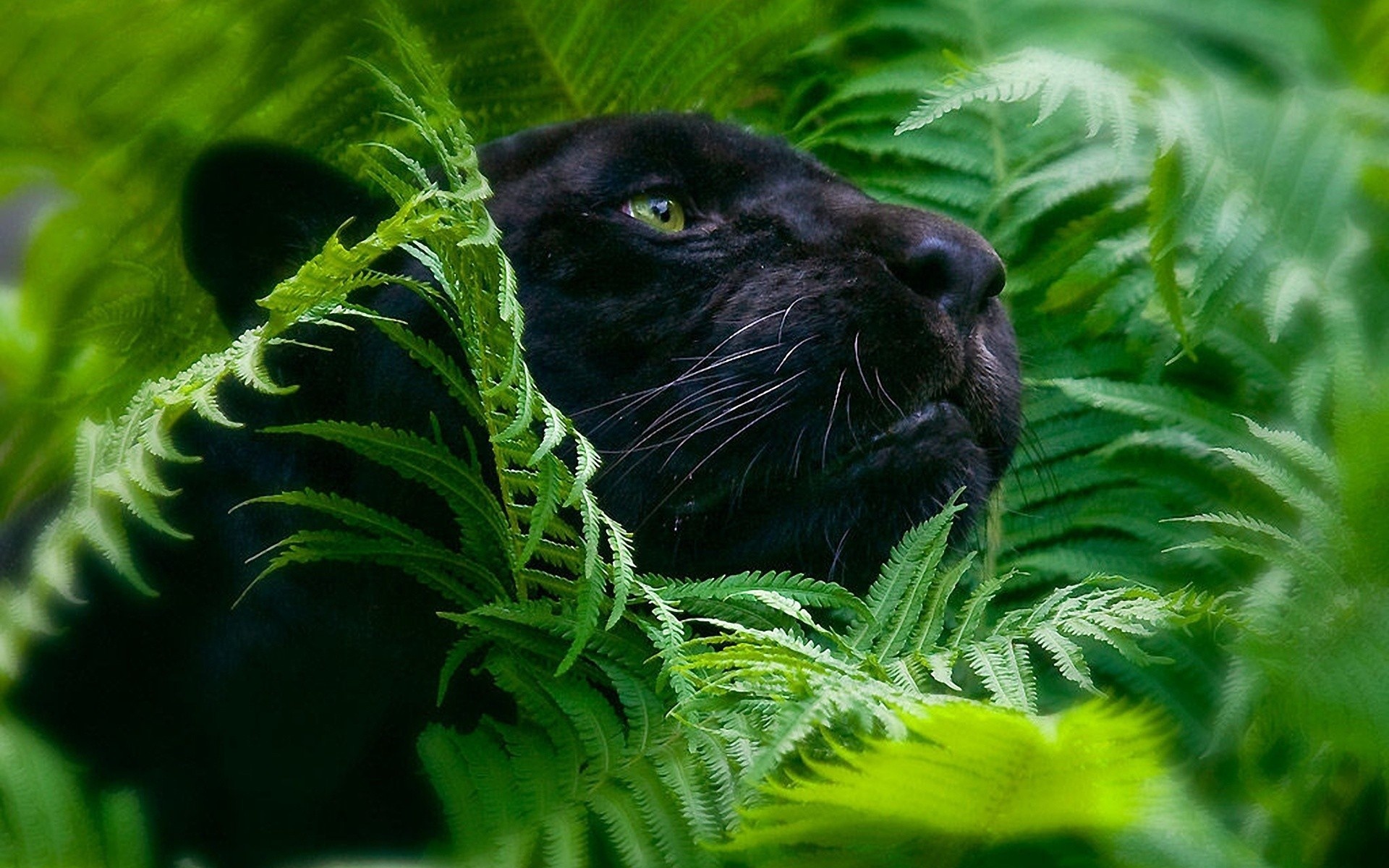 Jungle Animal, Safari wildlife, Jungle themed wallpaper, Exotic animal kingdom, 1920x1200 HD Desktop