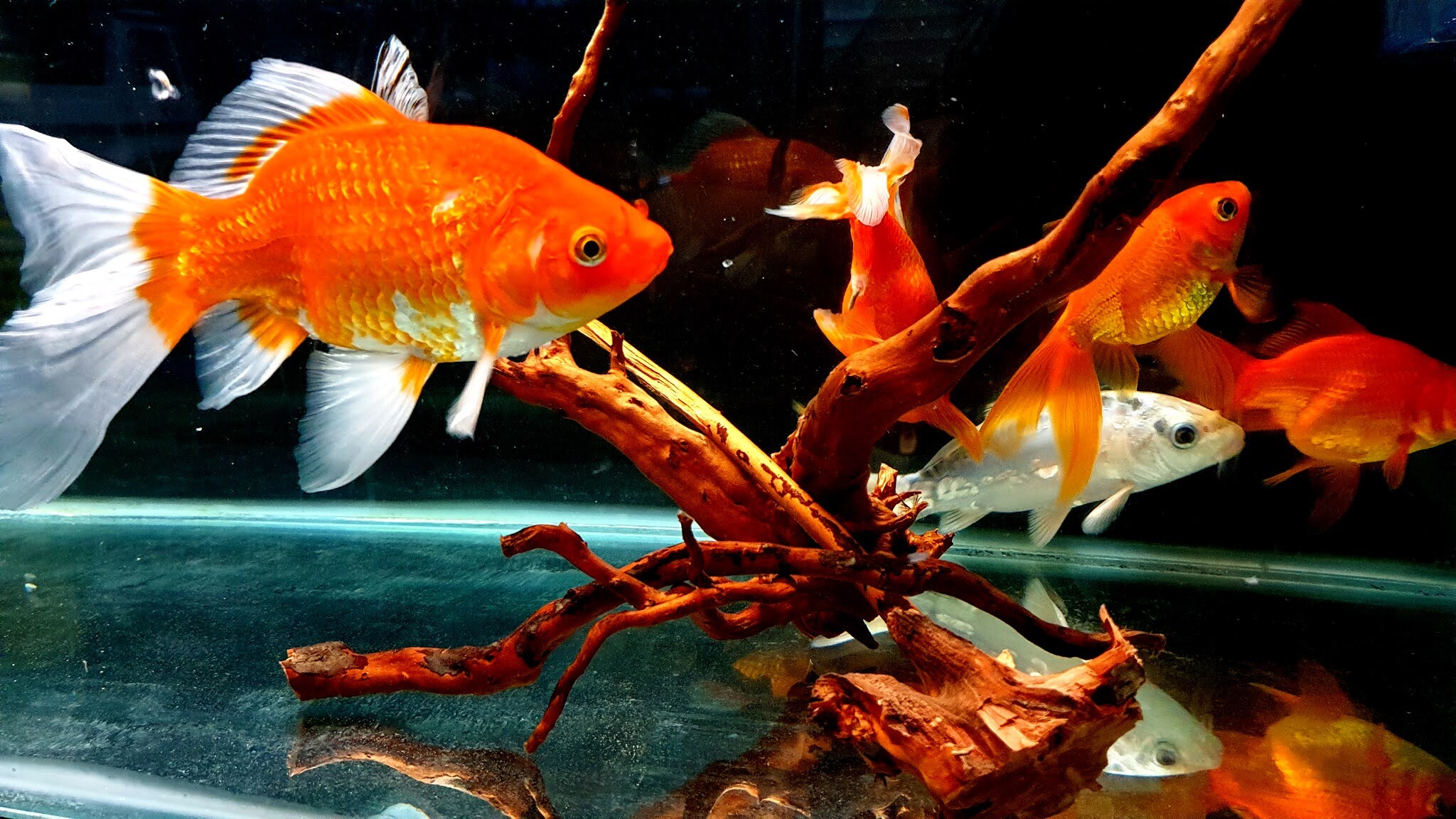 Gold Fish, Goldfish wallpapers, Most popular, Backgrounds, 2050x1160 HD Desktop