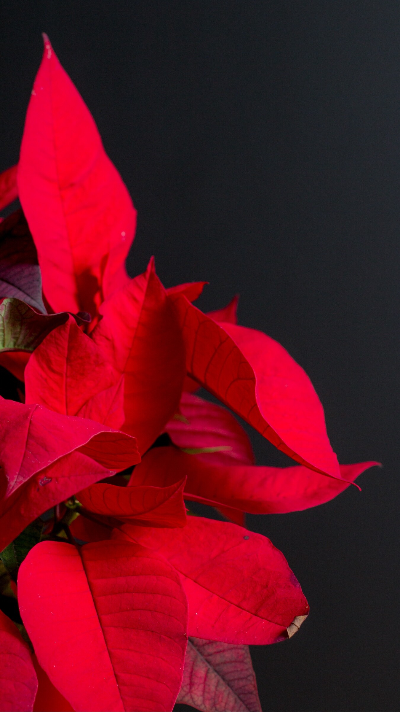 Holiday bloom, Ryan Peltier's post, Captivating Poinsettia, Exquisite wallpaper, 1350x2400 HD Phone