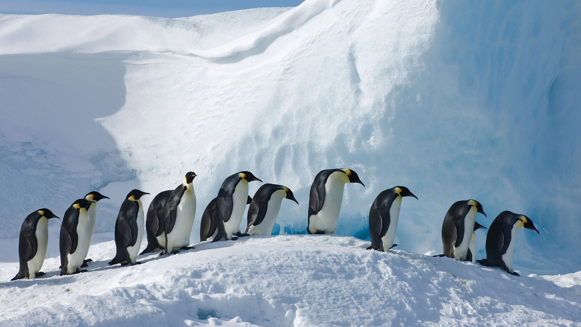 Emperor penguins, Snow hill island, Antarctica, Bing gallery showcase, 1920x1080 Full HD Desktop