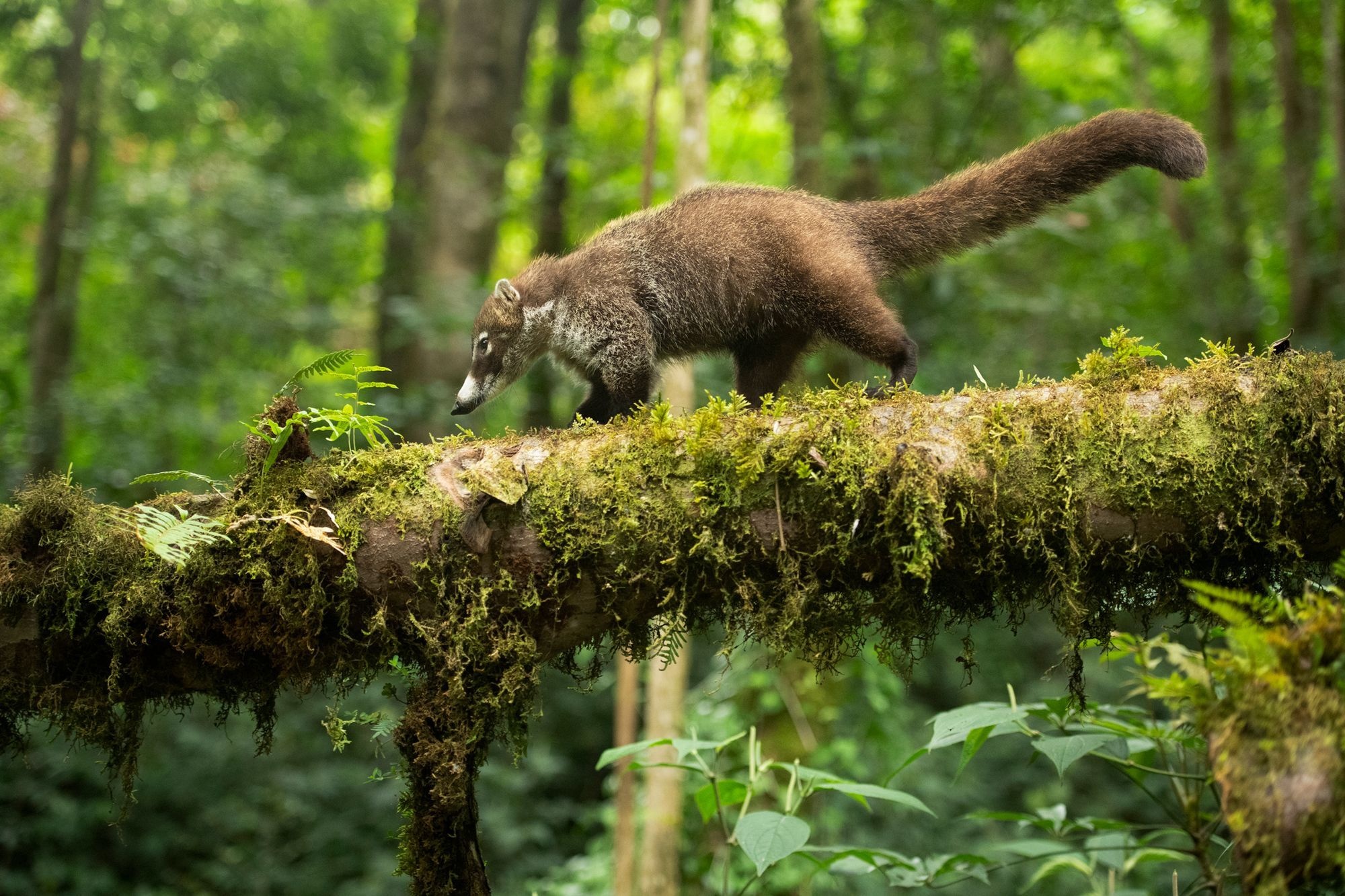 Big pictures, Make money, Wildlife photography, 2000x1340 HD Desktop