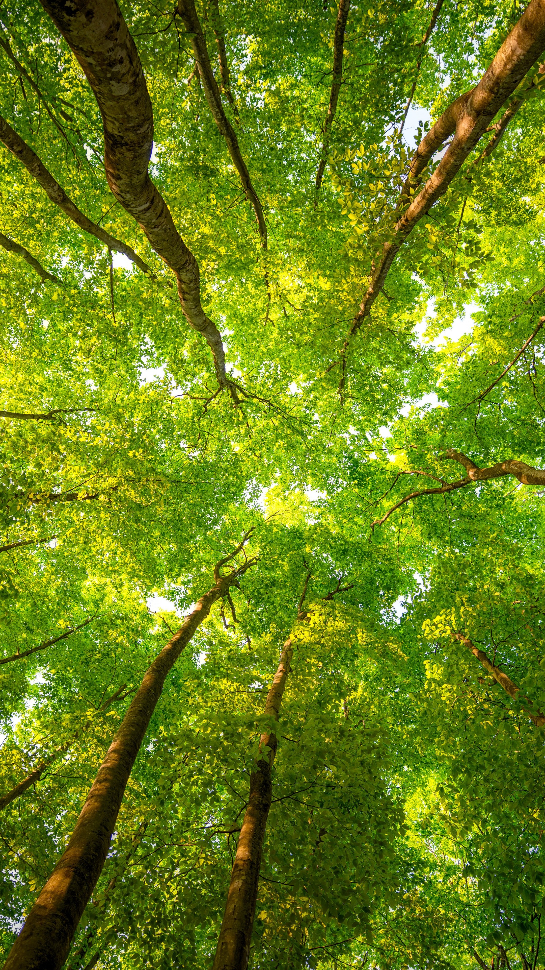 Sunlit forest, Nature's rays, Rustling leaves, Branches swaying, 2160x3840 4K Phone