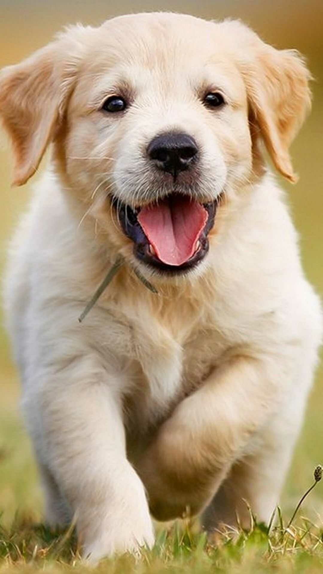 Mesmerizing puppy background, Background charm, 1080x1920 Full HD Phone