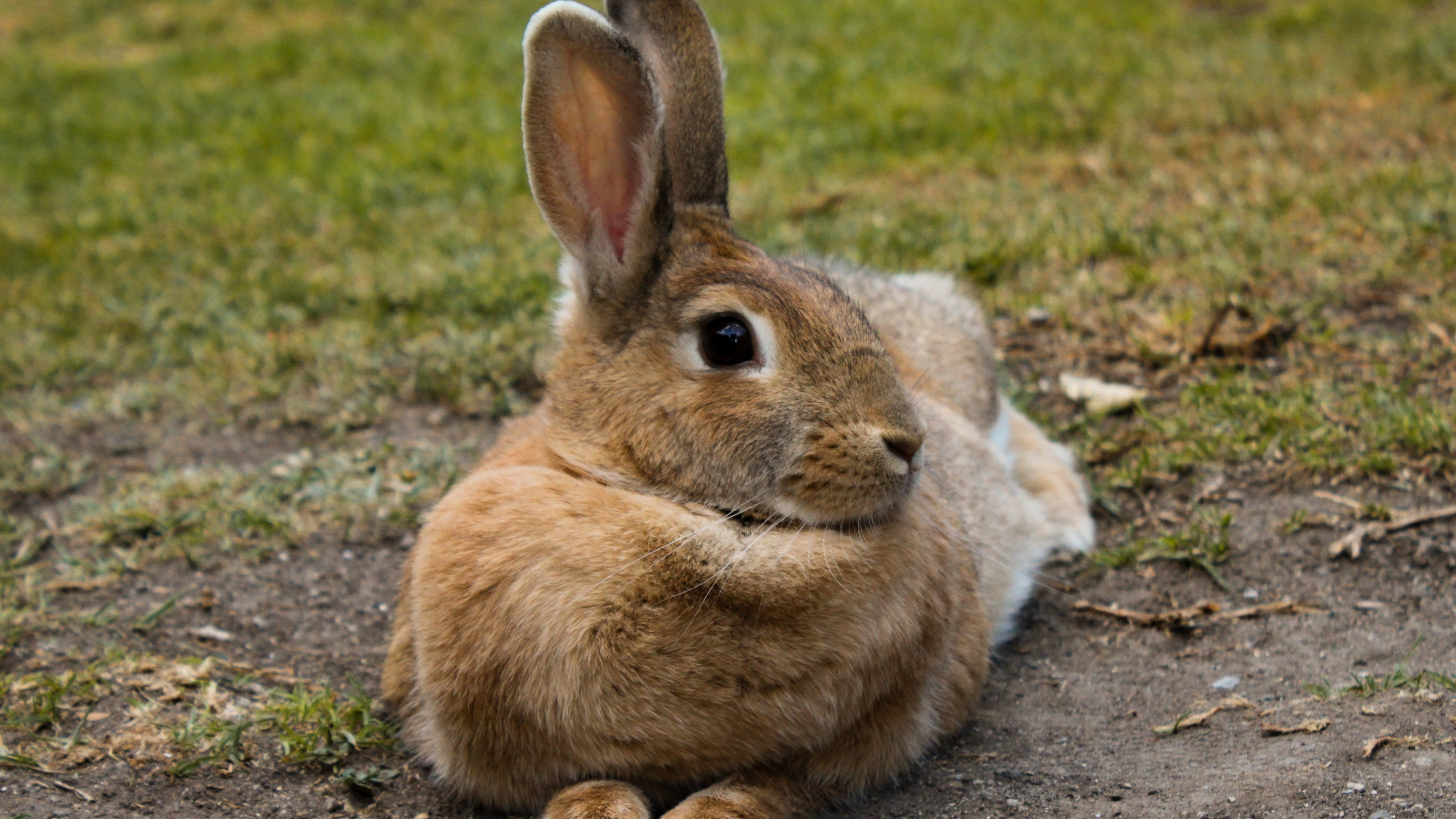 Cute hare wallpaper, 4K wallpaper, HD background, Widescreen display, 3840x2160 4K Desktop