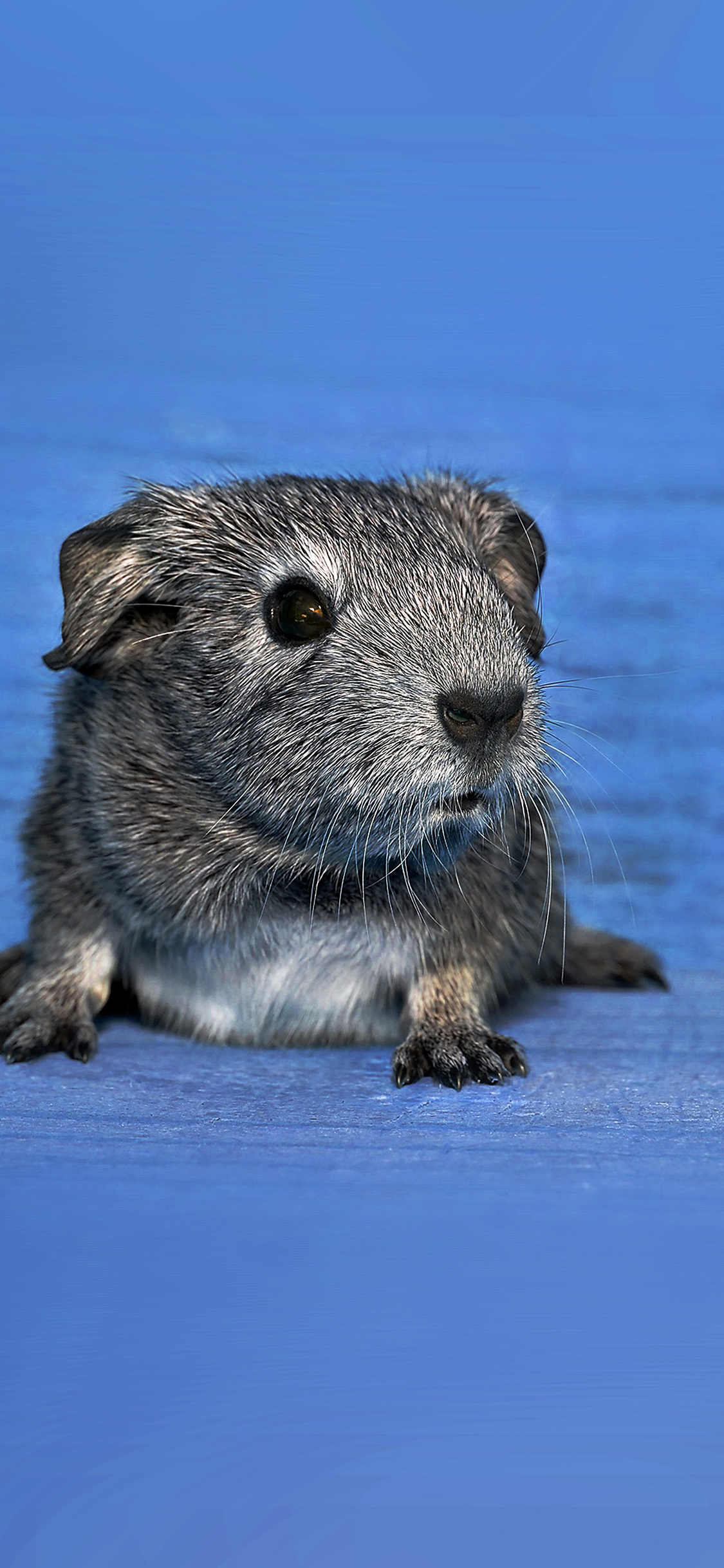 Guinea pig wallpapers, Cute and adorable, Pet photography, Fluffy and cuddly, 1130x2440 HD Phone