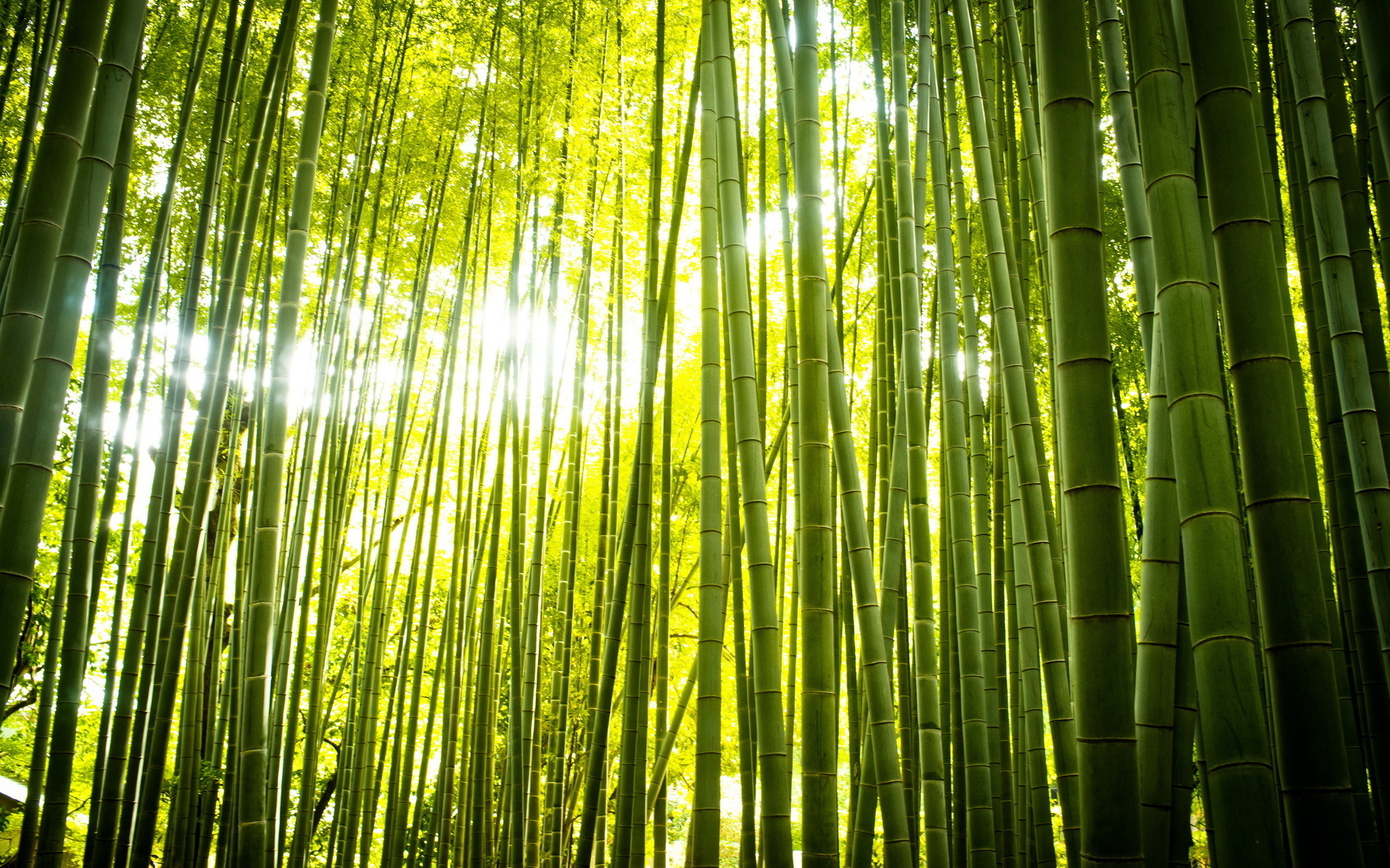 HD bamboo wallpaper, Serene background, Captivating image, Bamboo's charm, 1920x1200 HD Desktop