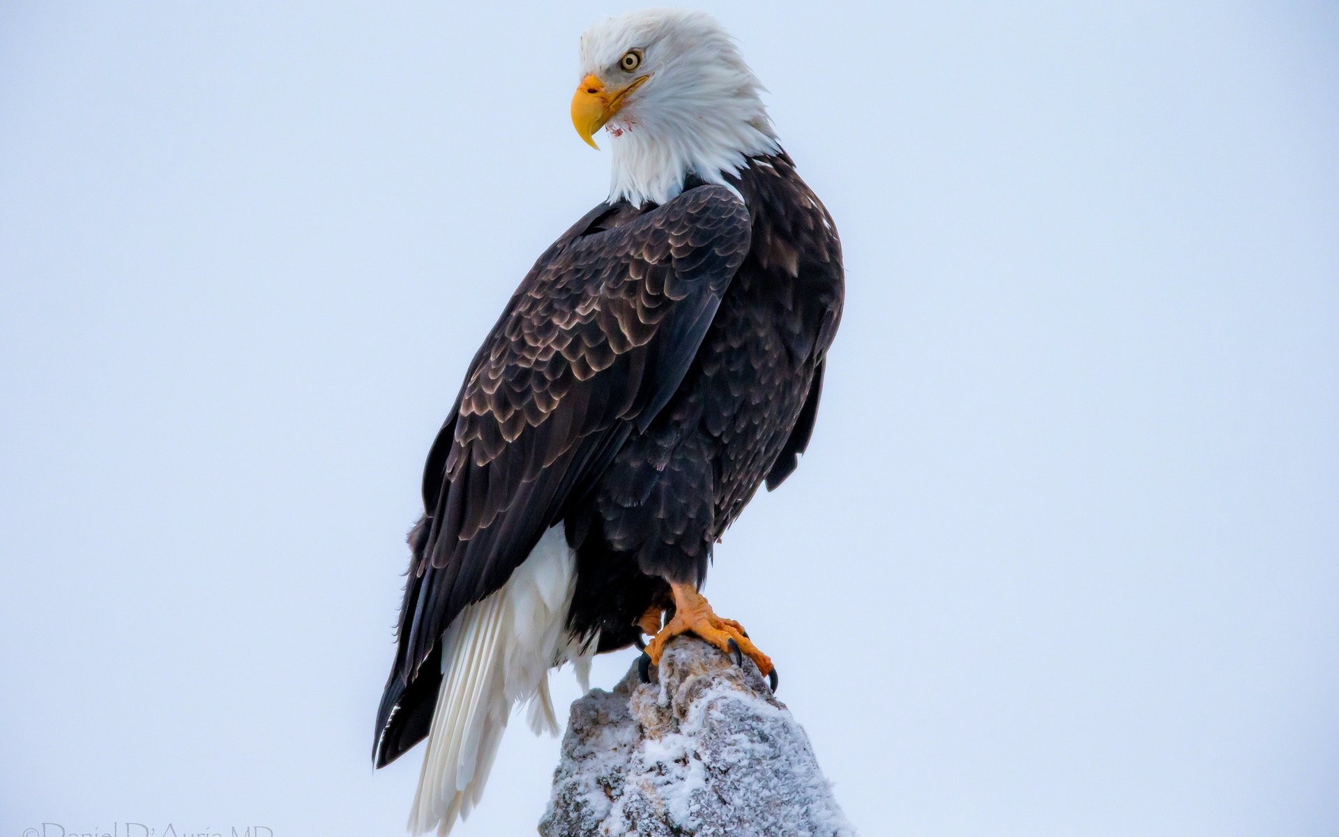 Bald Eagle, HD background images, Desktop wallpapers, Breathtaking view, 1920x1200 HD Desktop