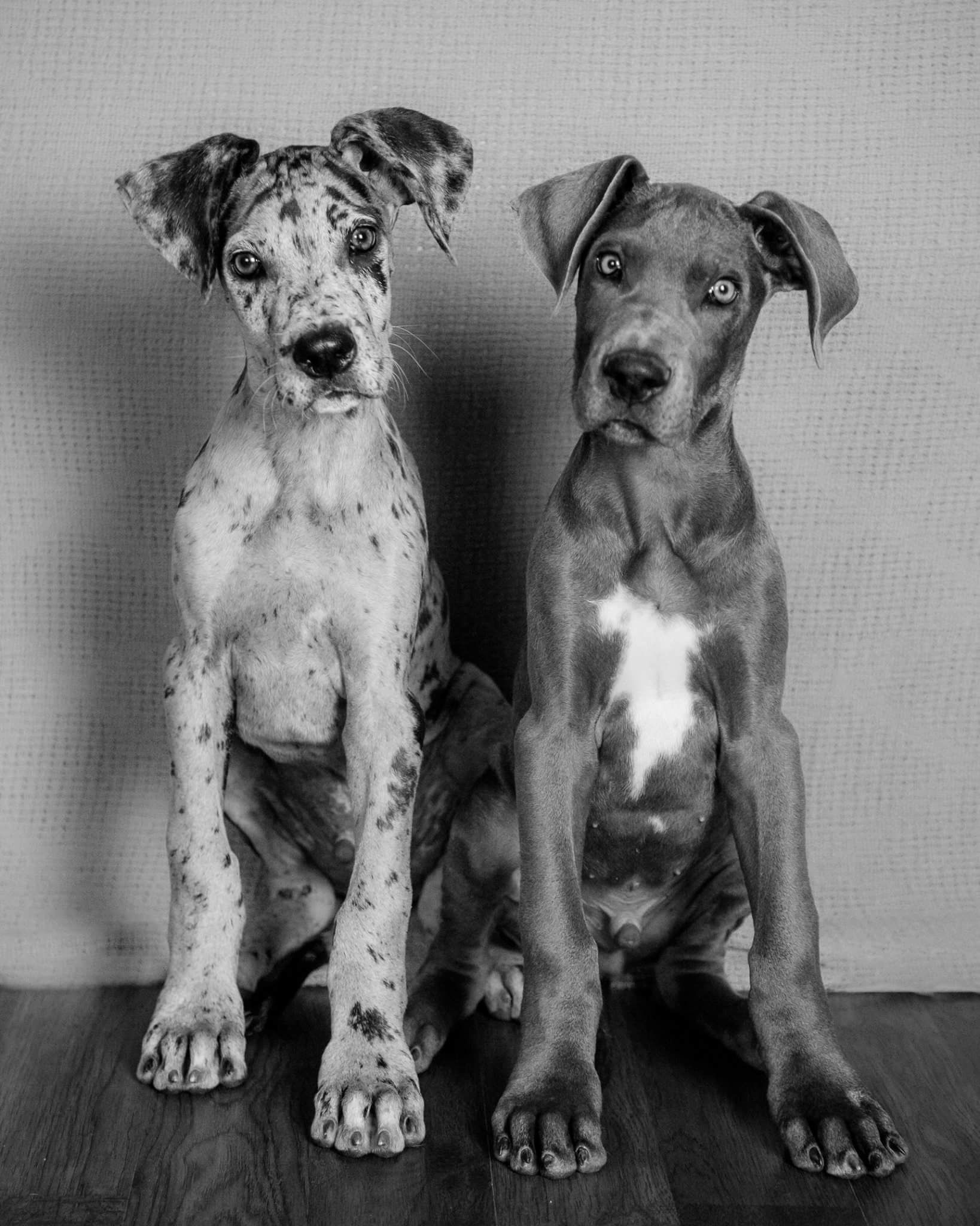 Siblings, Great Danes Wallpaper, 1640x2050 HD Phone