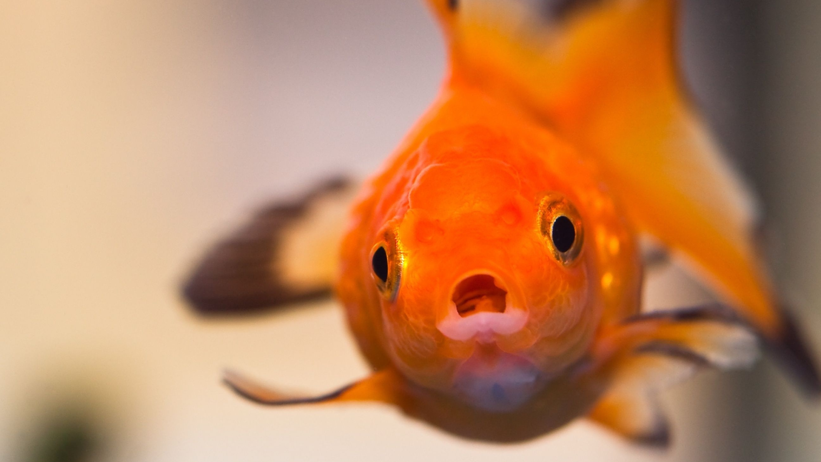 Goldfish, Desktop wallpapers, High-definition, Aquatic beauty, 2880x1620 HD Desktop