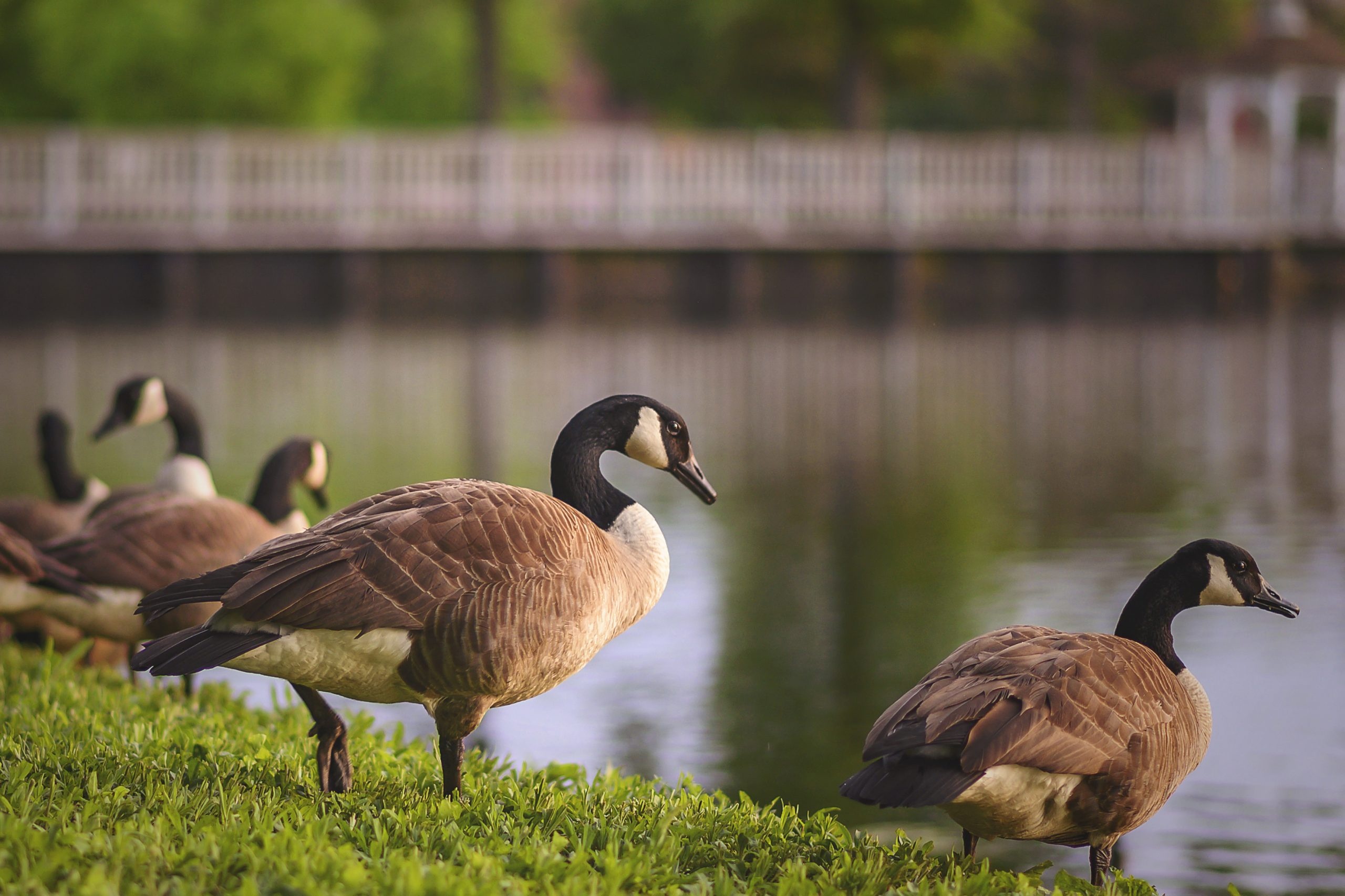 Light Goose breeds, Ornamental birds, Backyard poultry keeping, Breed characteristics, 2560x1710 HD Desktop