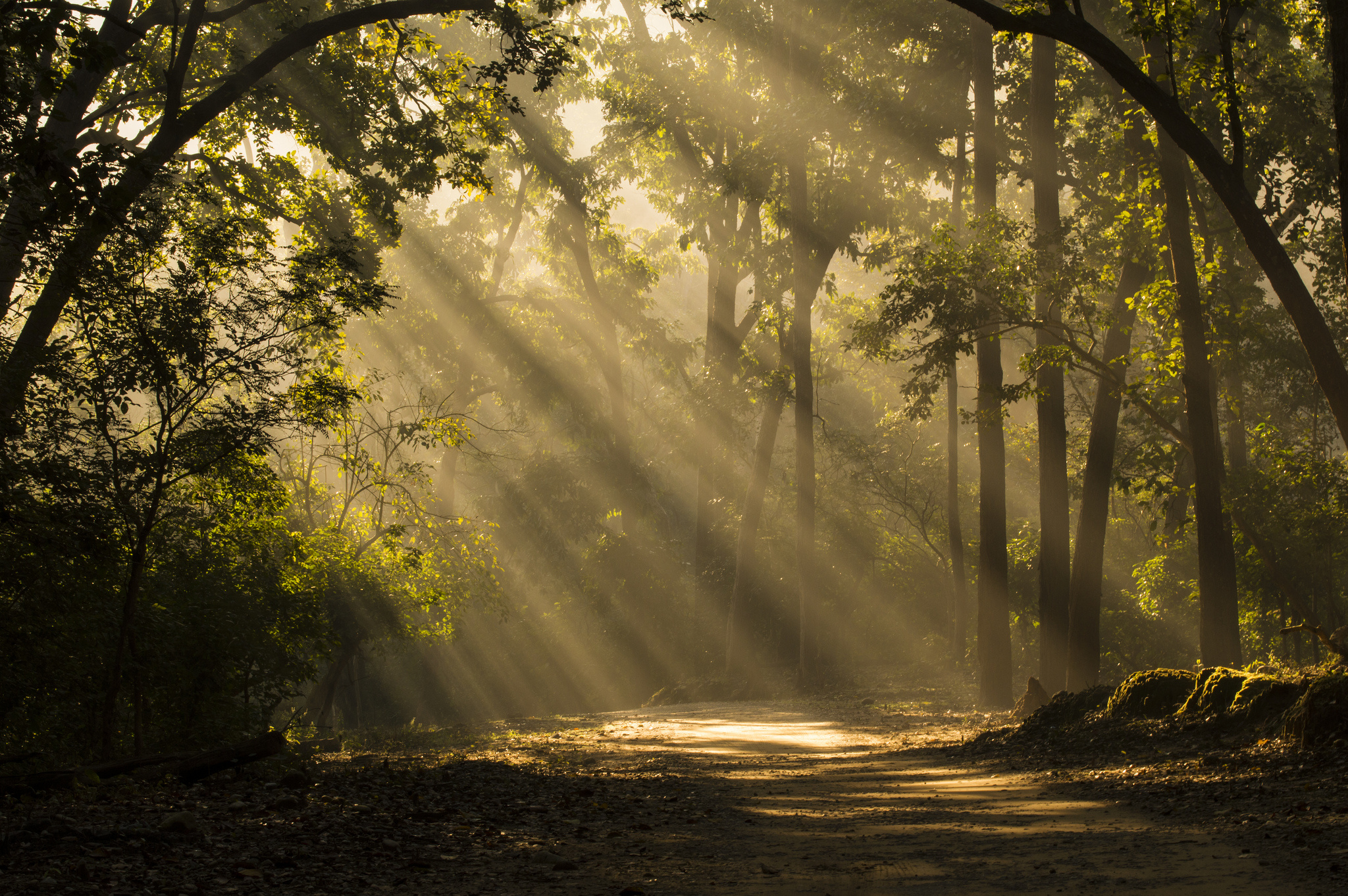 Jim Corbett National Park, Thousand Wonders, 2050x1370 HD Desktop