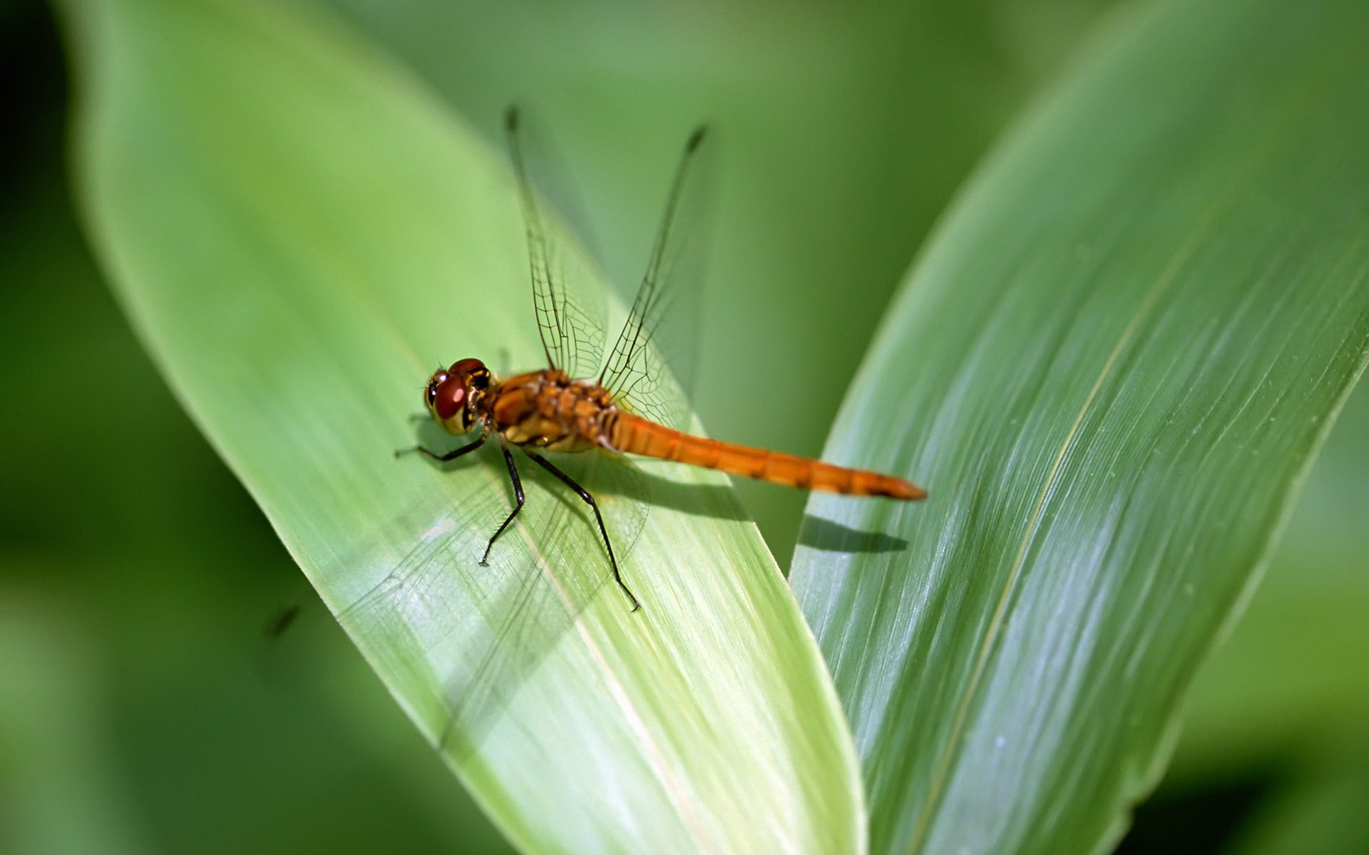 Dragonfly, Insects Wallpaper, 1920x1200 HD Desktop