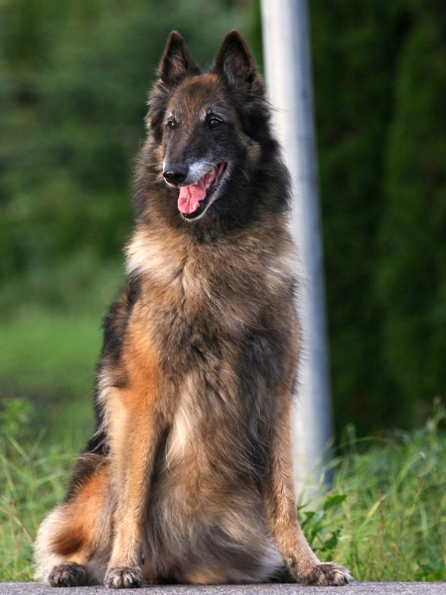 Belgian Tervuren, Training course, Comprehensive guide, Obedience training, 1540x2050 HD Phone