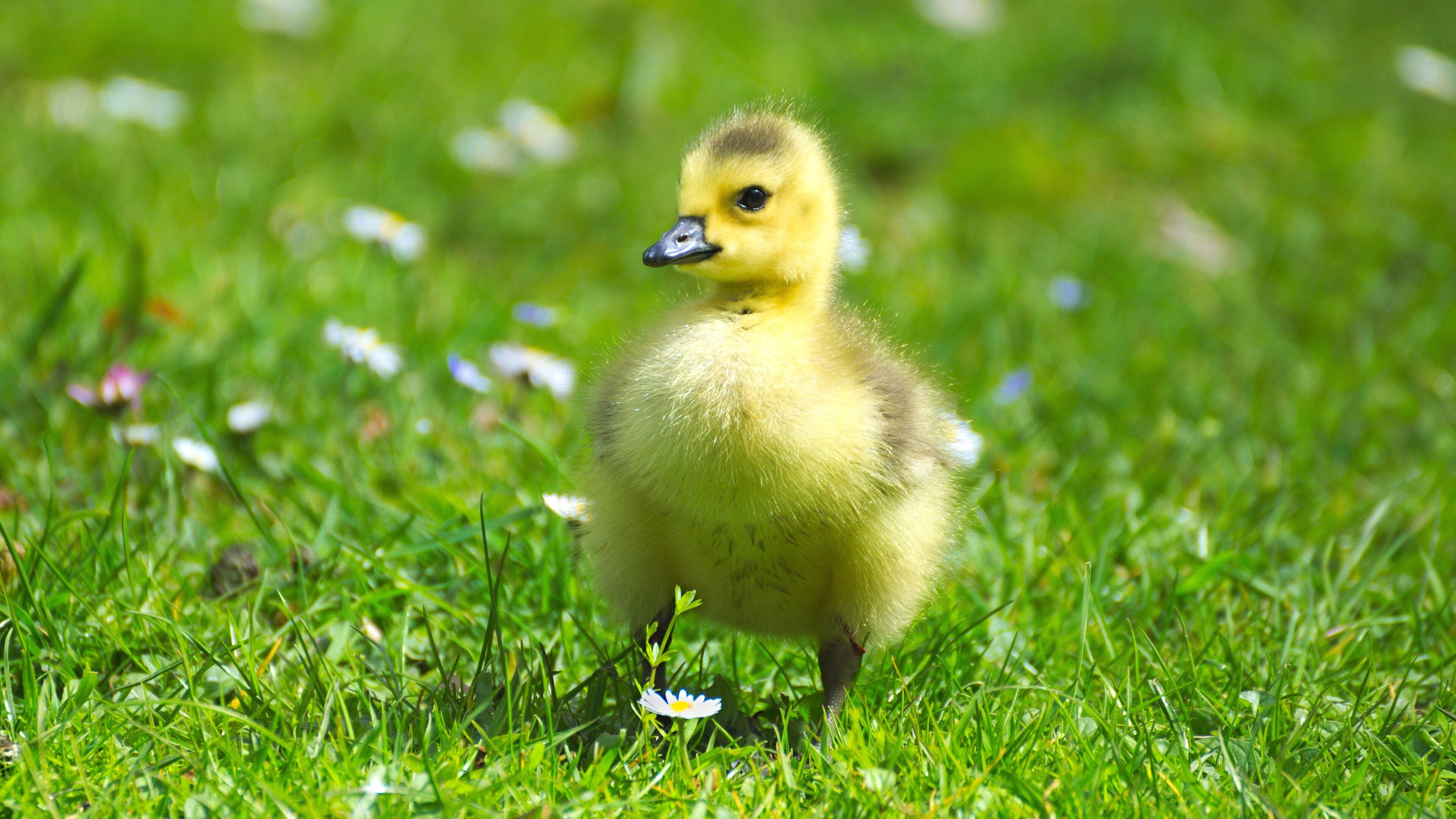 Geese on the grass, Captivating wallpaper, Stunning image, Nature's beauty, 3840x2160 4K Desktop