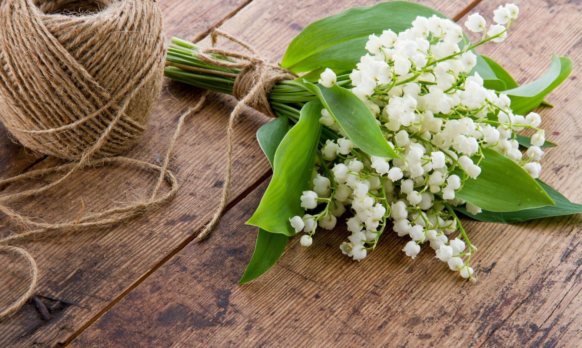 Captivating floral beauty, Rare and expensive flowers, Exquisite lily of the valley, Nature's luxury, 2010x1200 HD Desktop