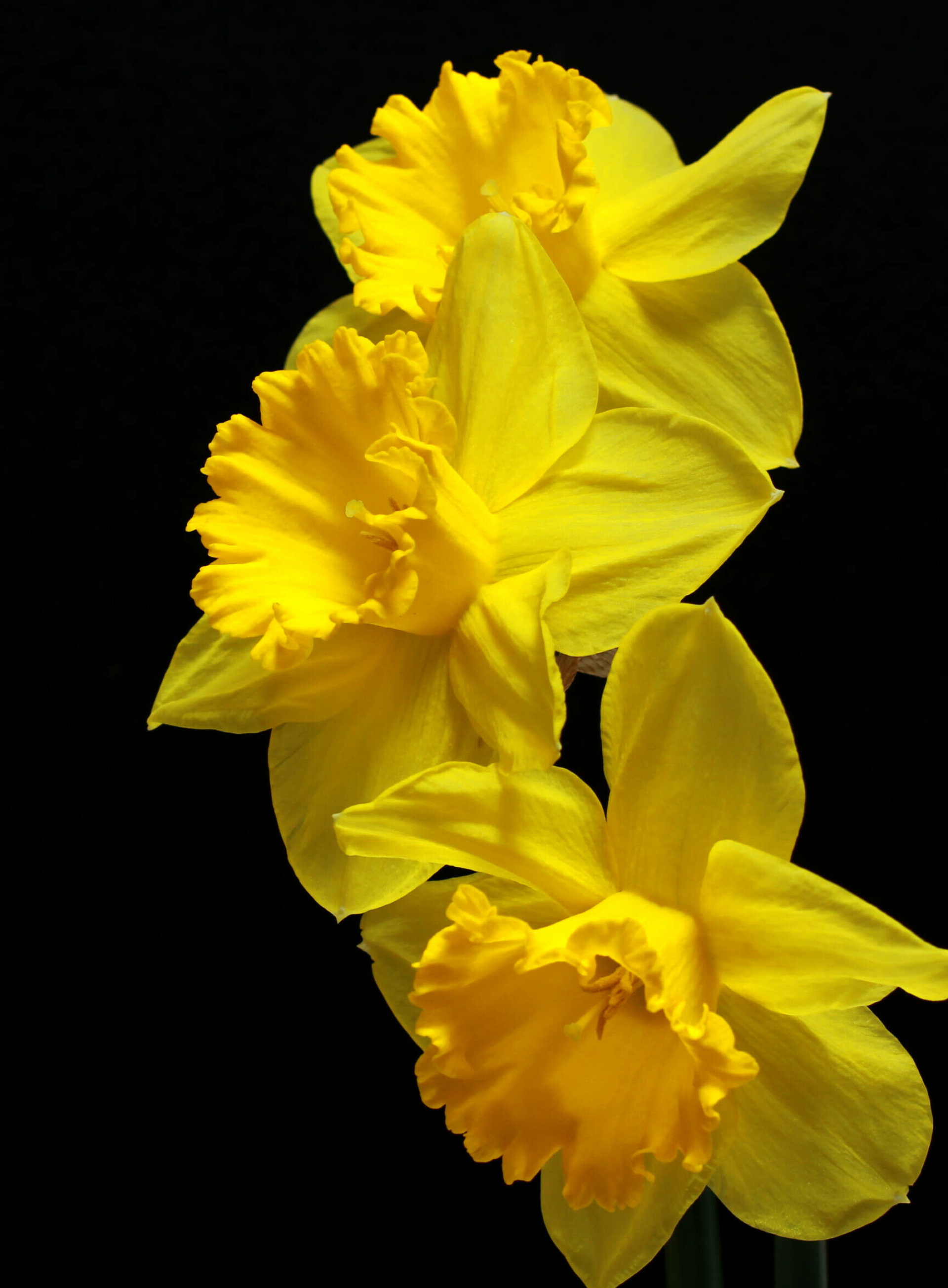 Bouquet of daffodils, Dark background, Isolated images, Nature's gift, 1920x2610 HD Phone