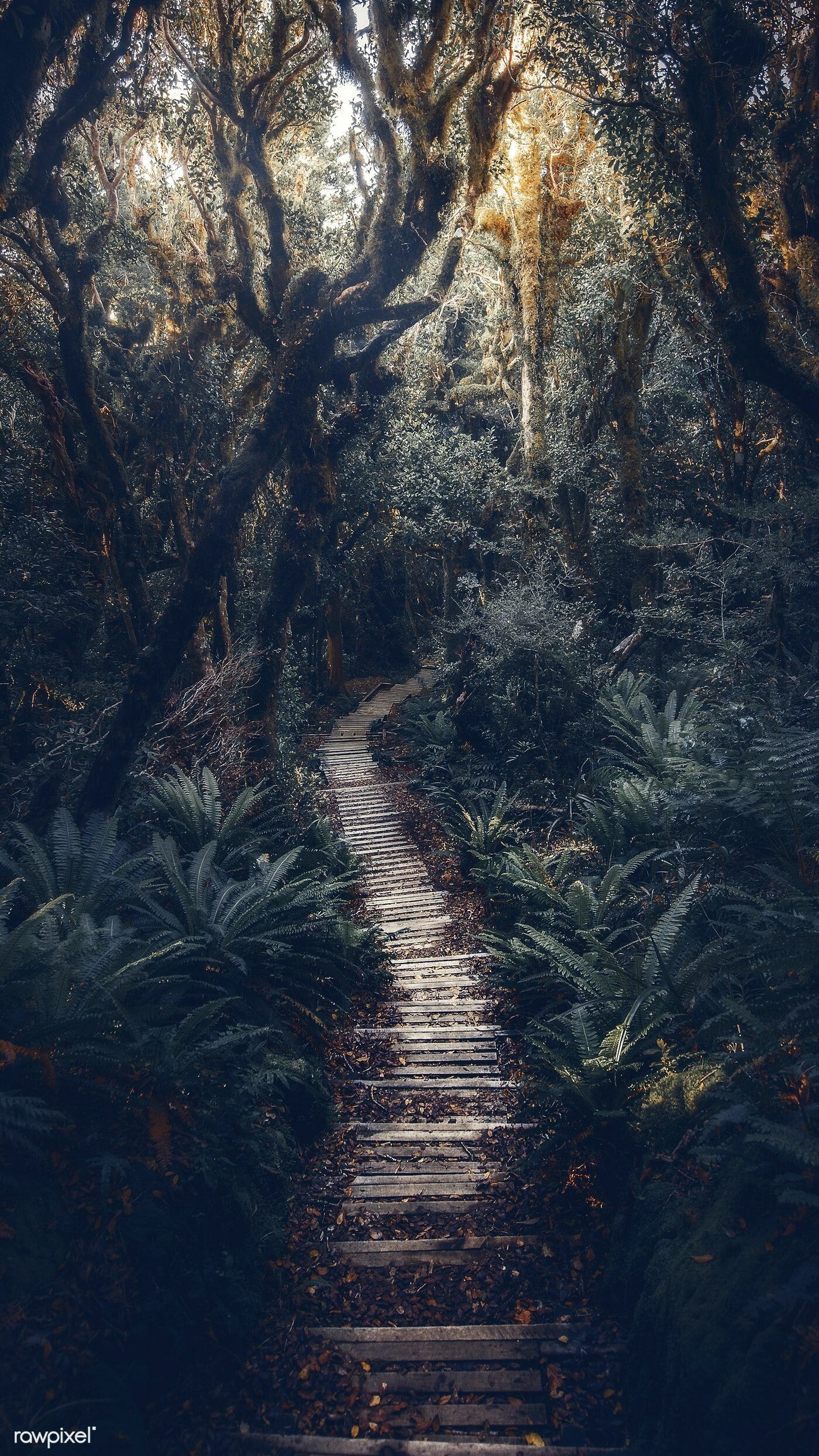 New Zealand, Rainforests Wallpaper, 1400x2490 HD Phone