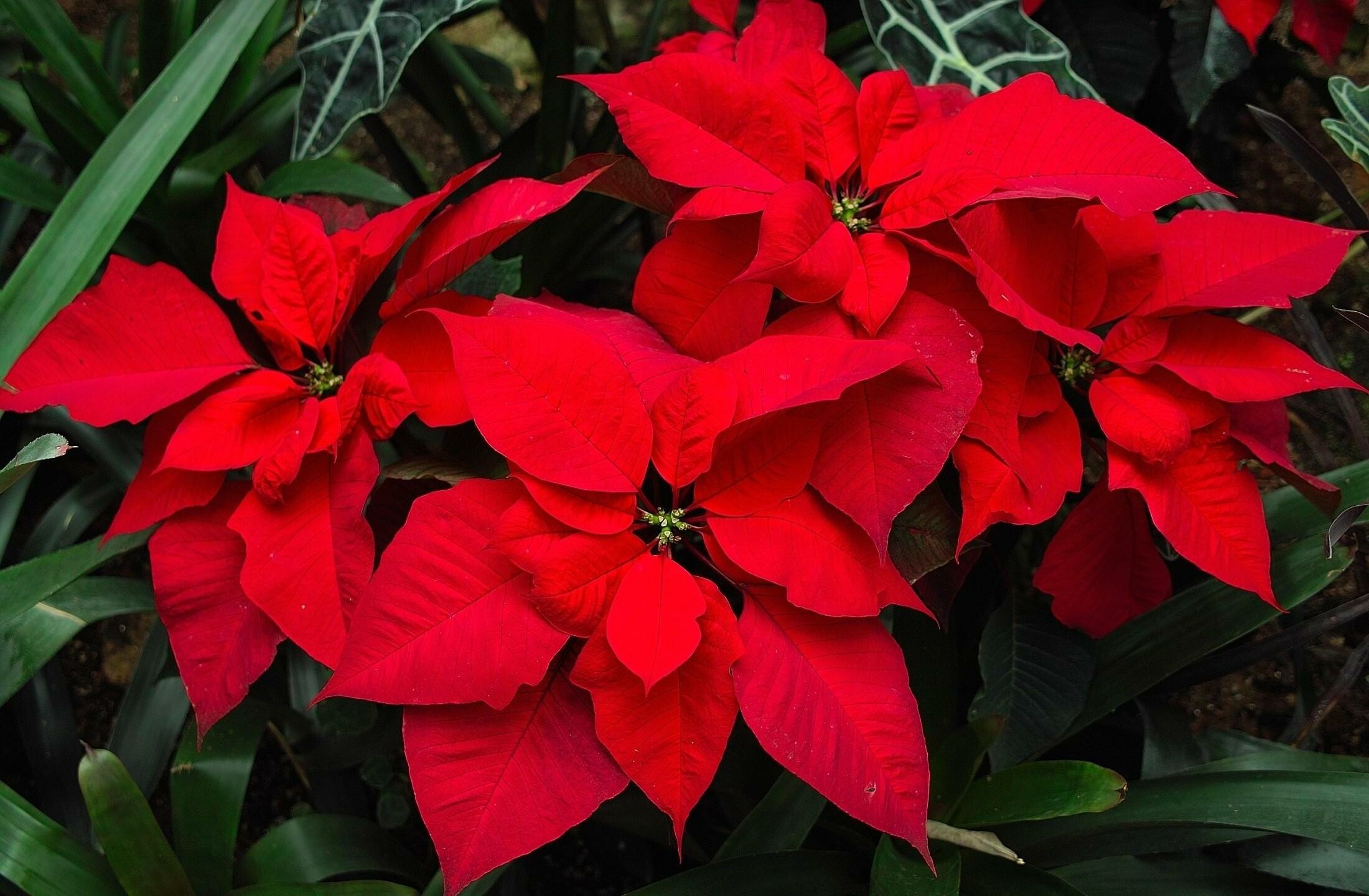 Poinsettia, Vibrant wallpaper, Stunning flowers, Festive theme, 2200x1440 HD Desktop