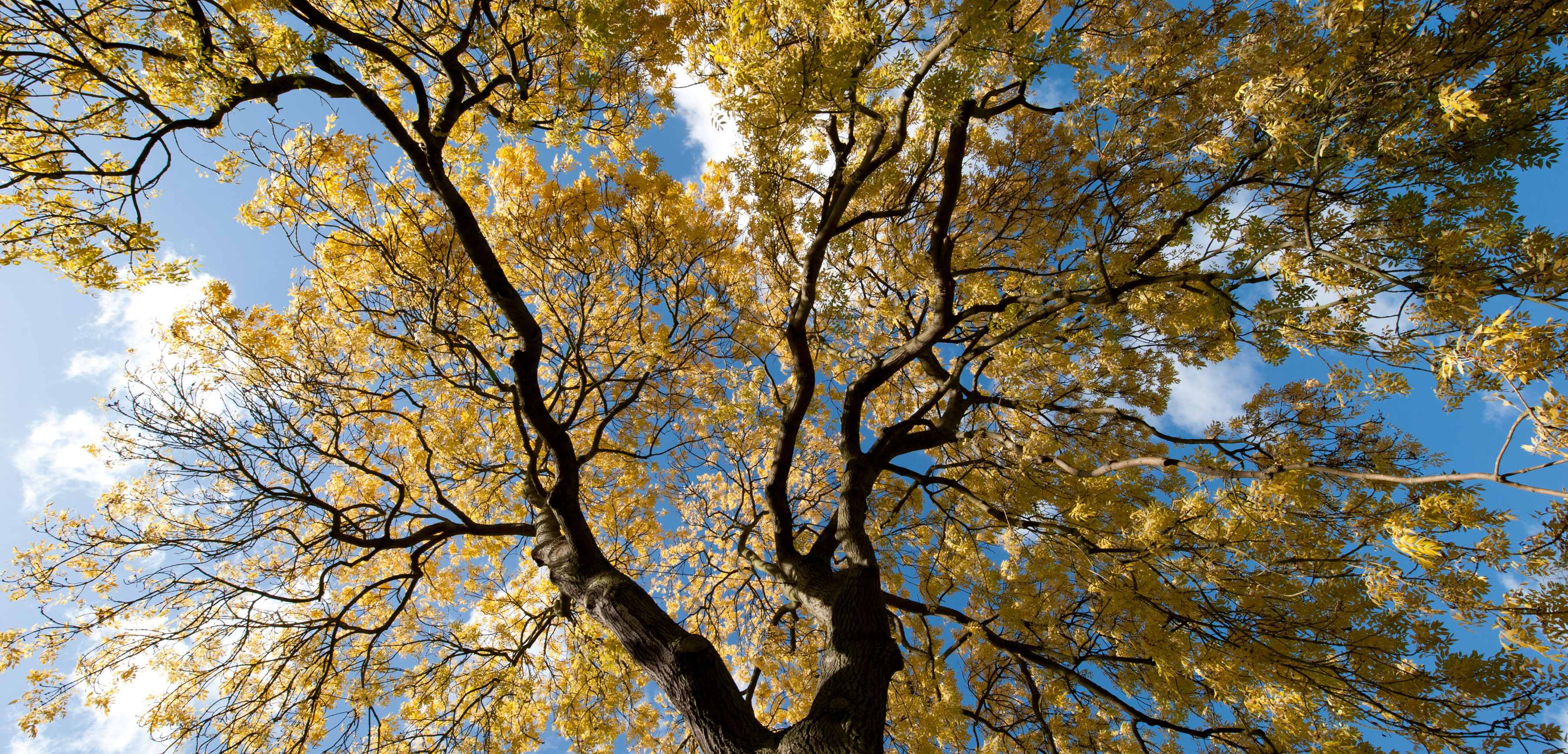 European ash, Fraxinus excelsior, Plant species, Botanical diversity, 3600x1740 Dual Screen Desktop