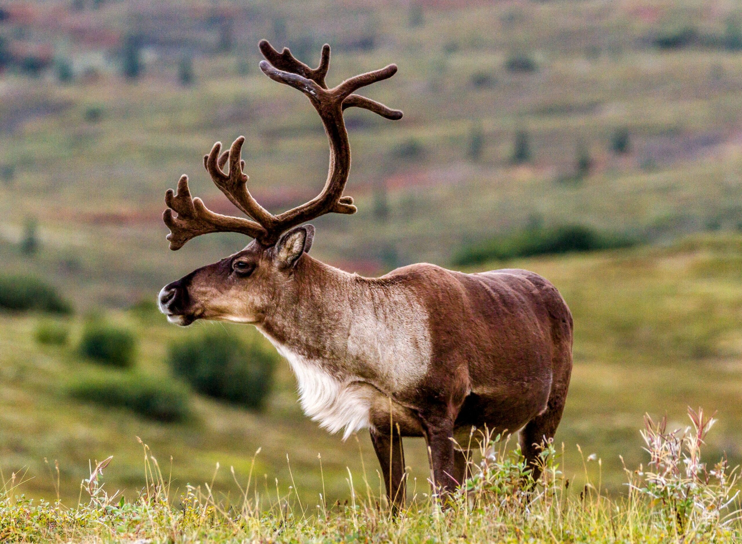 Caribou's climate change, Conservation efforts, Plant survival, Ecosystem dynamics, 2560x1880 HD Desktop