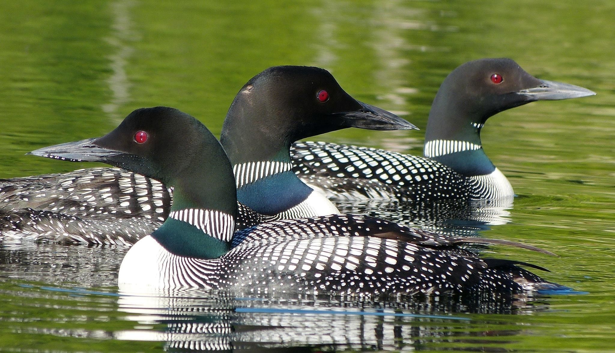 Loon wallpapers, Background pictures, 2050x1180 HD Desktop