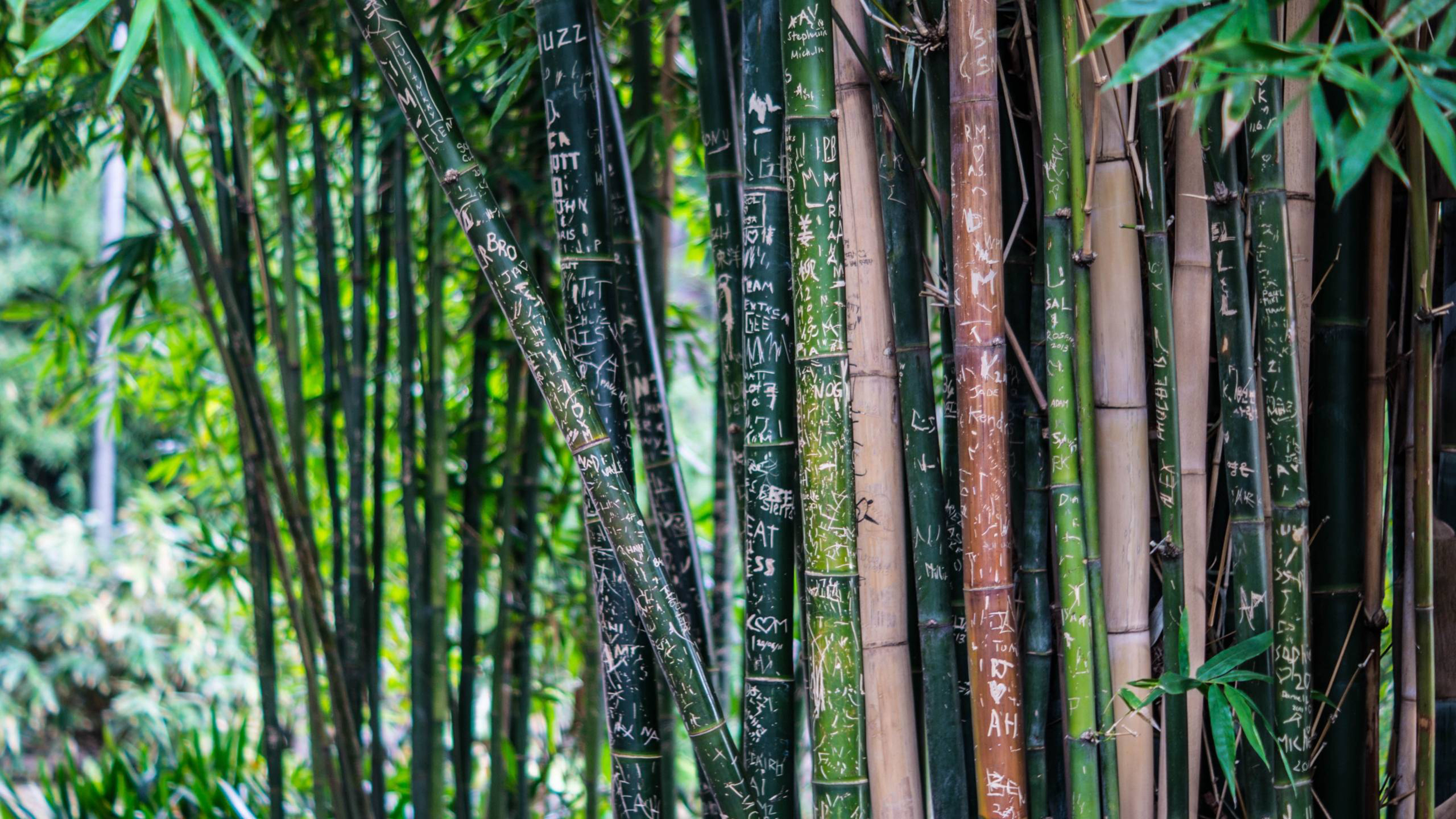 4K bamboo wallpapers, High definition, Nature's beauty, Free download, 3840x2160 4K Desktop