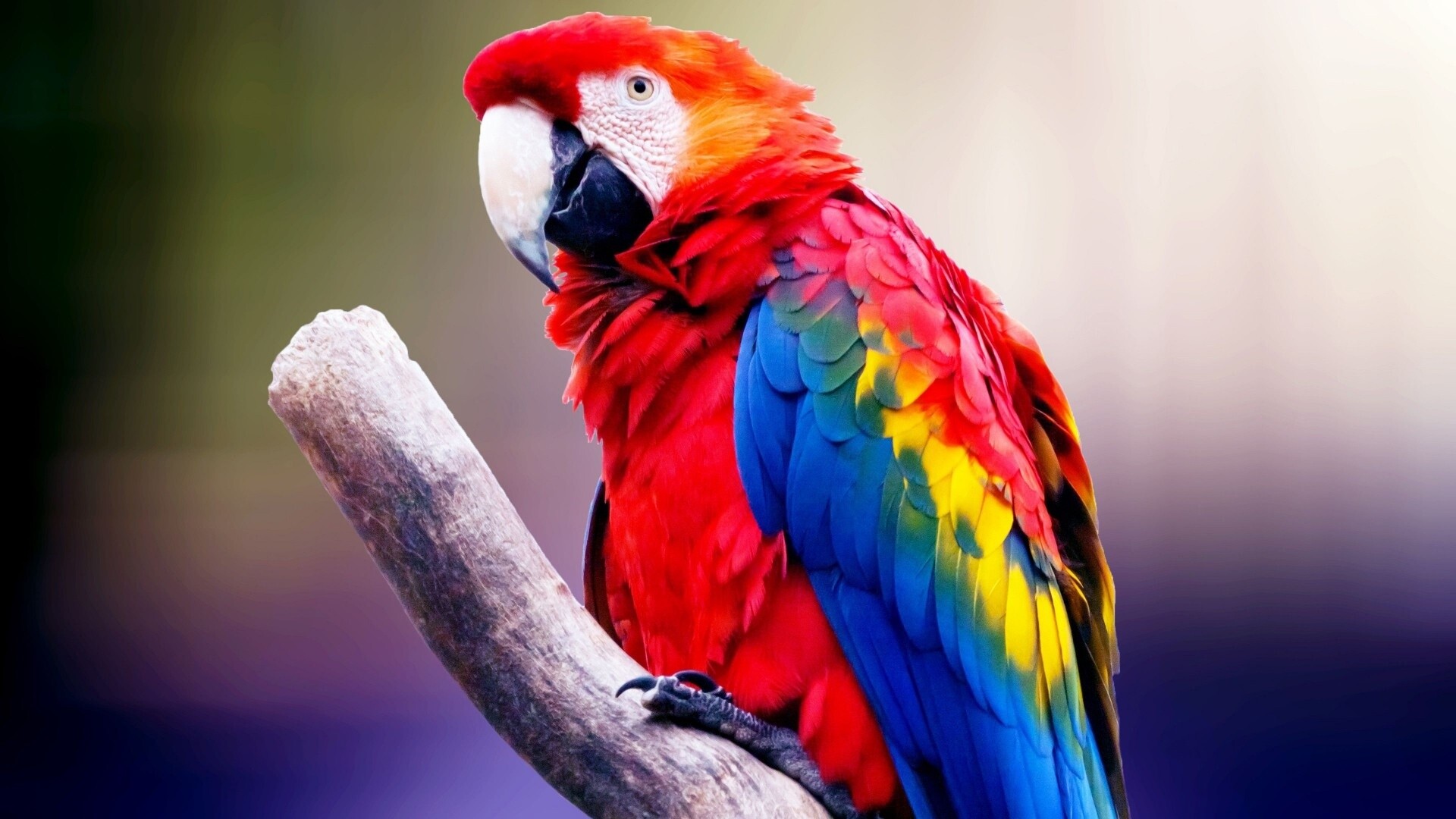 Colorful bird extravaganza, Rainbow feathers, Nature's art, Vibrant canvases, 1920x1080 Full HD Desktop