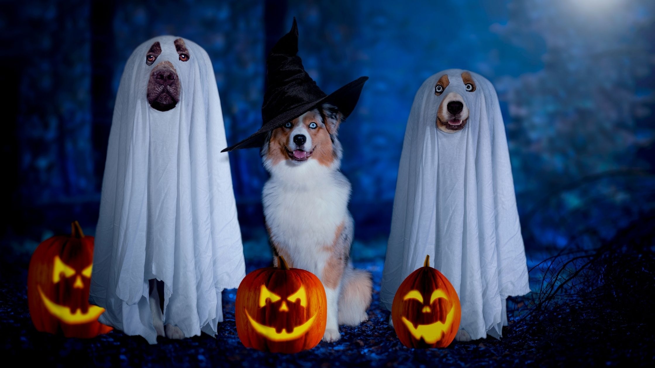 Halloween Pets, Dog party planning, Halloween tips, Fun and festive, 2240x1260 HD Desktop